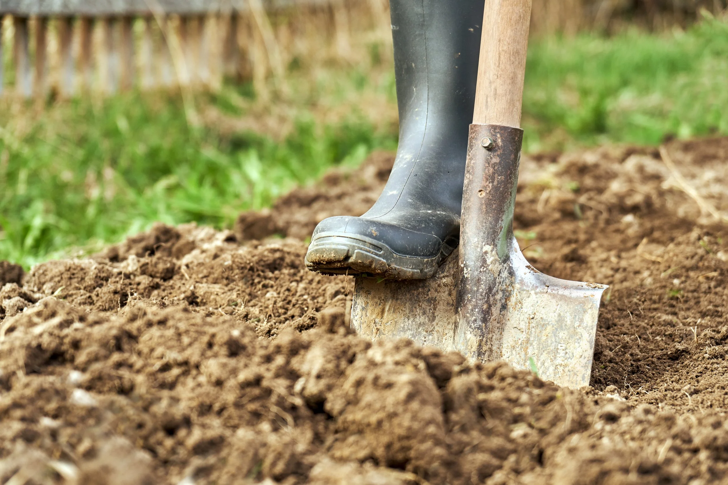 How to plant a rose