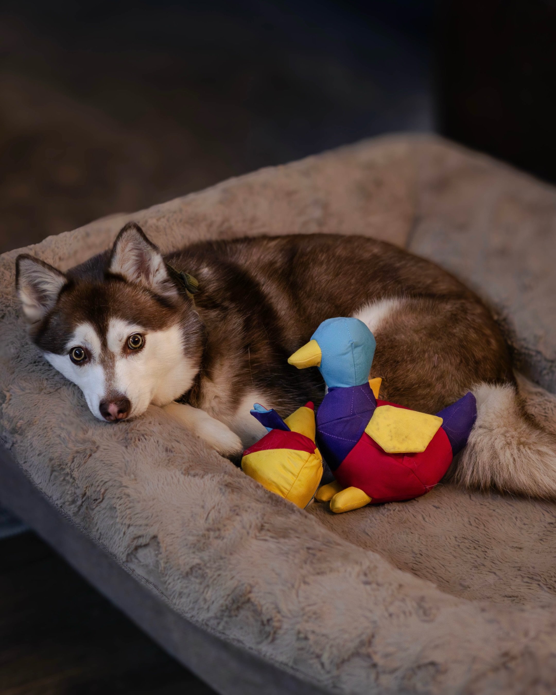 Just two sweet baby dogs with their new toys before the chaos breaks out 🤪🐾

Thank you @cavalldogtoys! Ripley &amp; Honey love their new toys! 🦆💛

#gifted