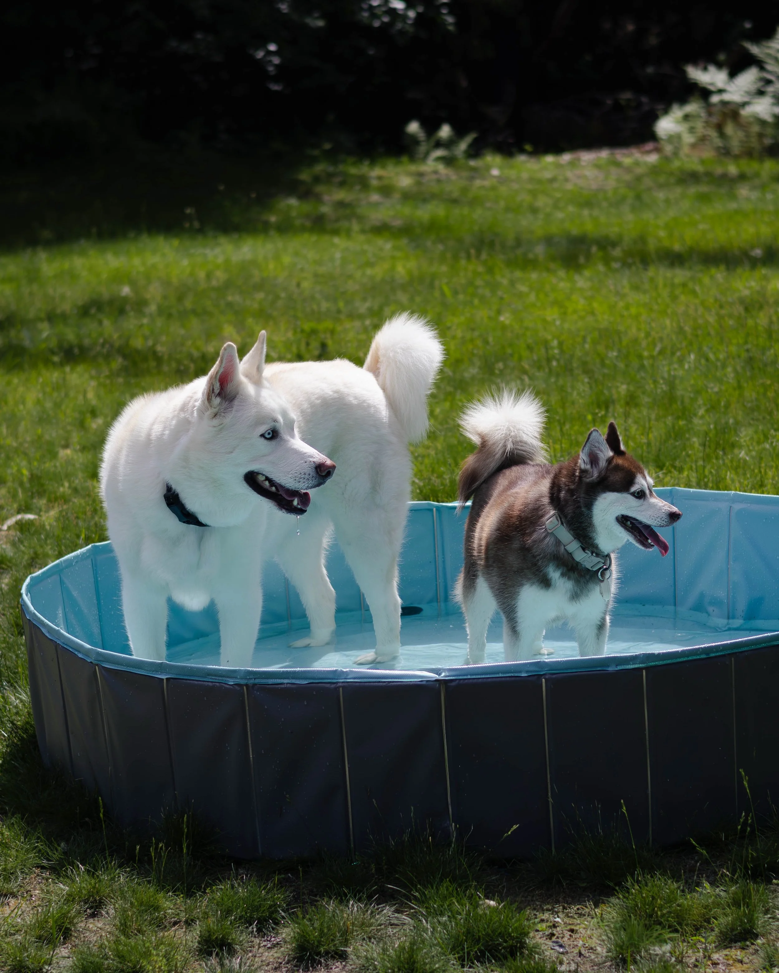 We officially lost the battle against the heat this weekend&hellip; so the dogs claimed this dog pool instead. ☀️🐾 

We love this pool because it&rsquo;s collapsible, easy to store, and the built-in drain port makes cleanup so much easier. 💦

Comme