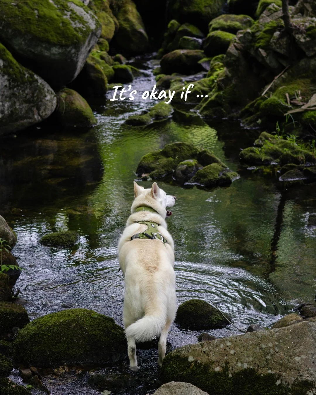 A little reminder for anyone who needs it:

The miles, the destination, and the perfect photo aren&rsquo;t what your dogs care about 🐾

They care that they got to spend the day with you. 🌲🤍