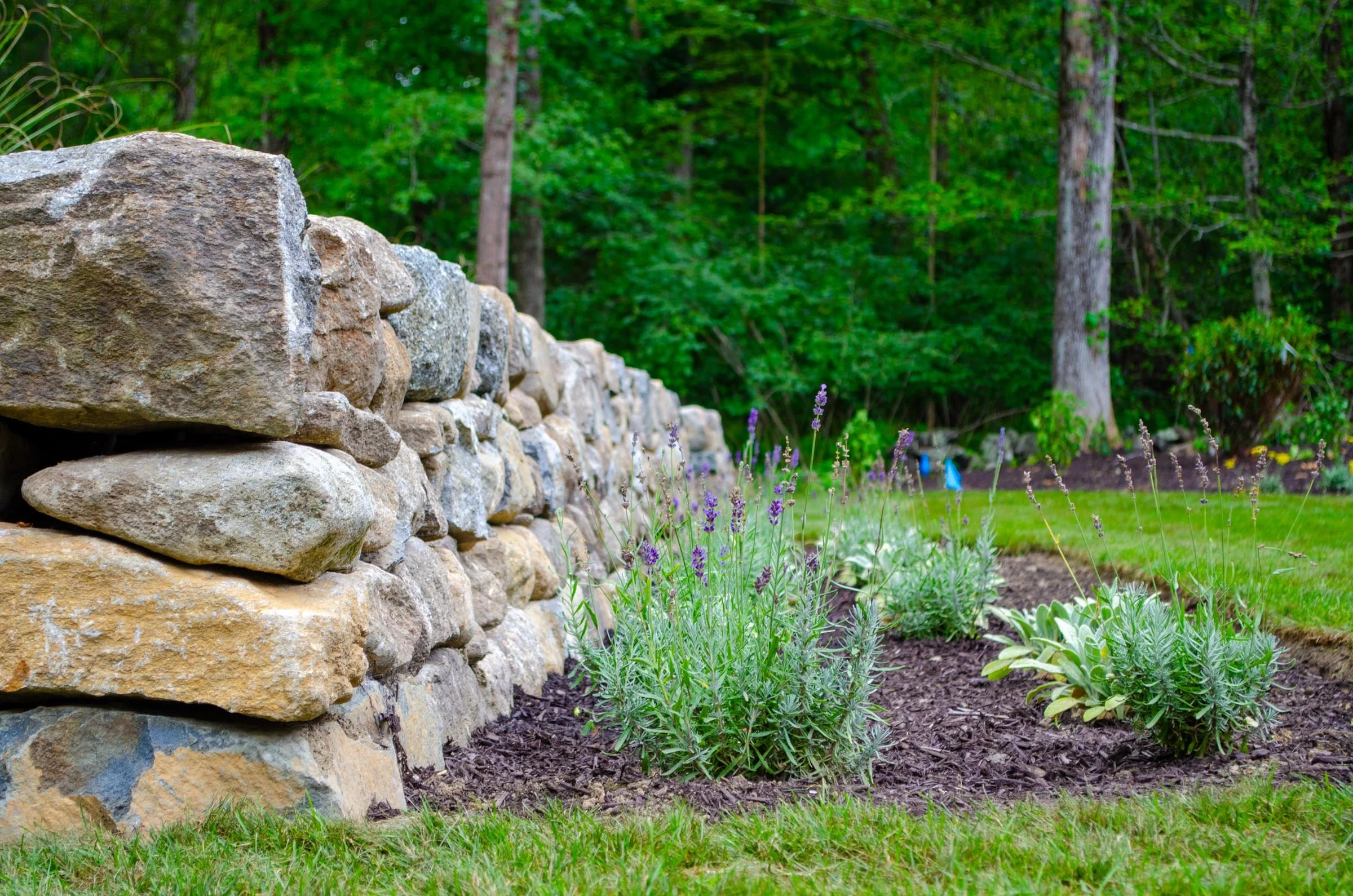 A stone retaining wall in a garden with green foliage and trees in the background, lavender and other plants in the foreground.