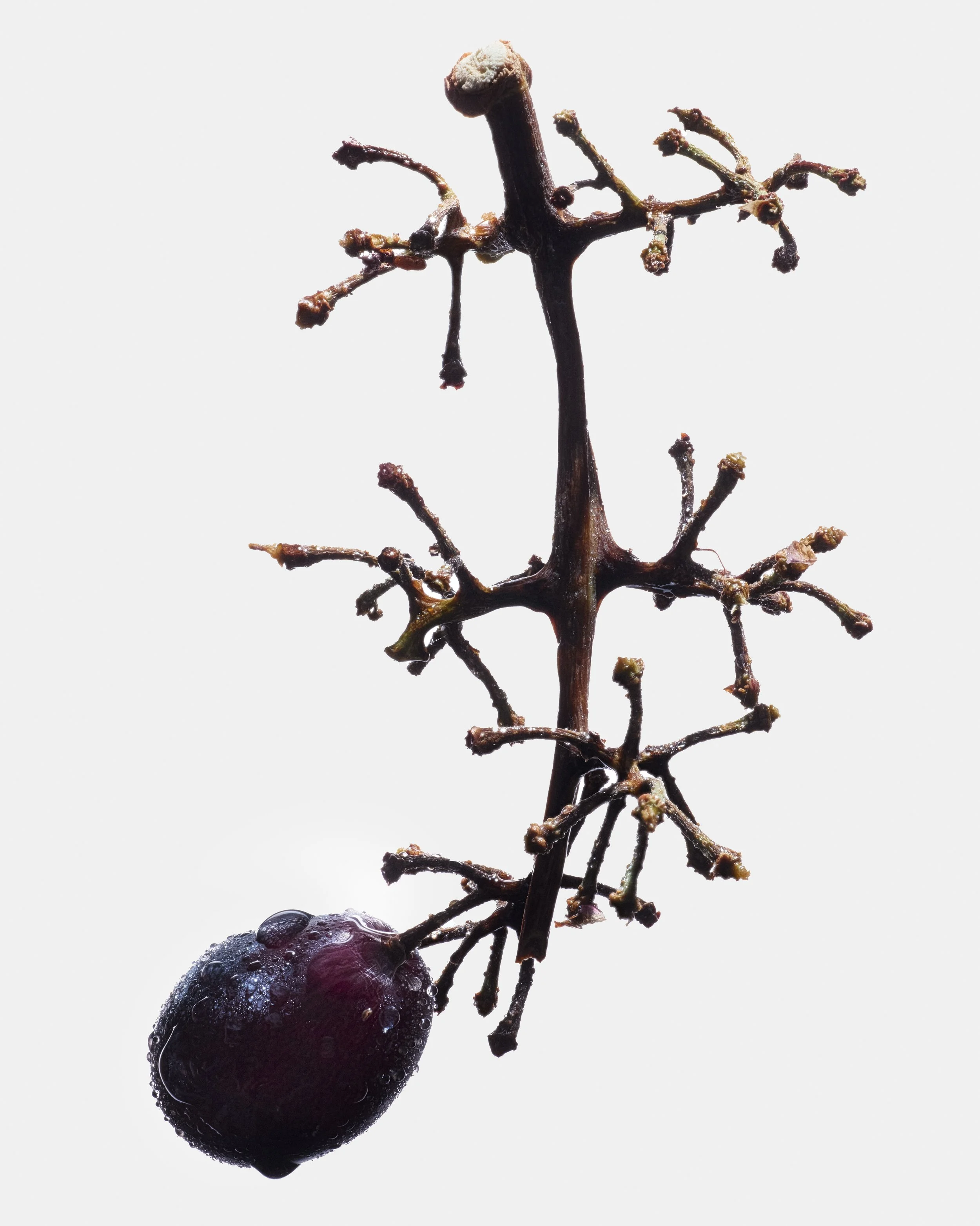 20250116_Armra_S12_FruitMacro_COMP_V3.jpg