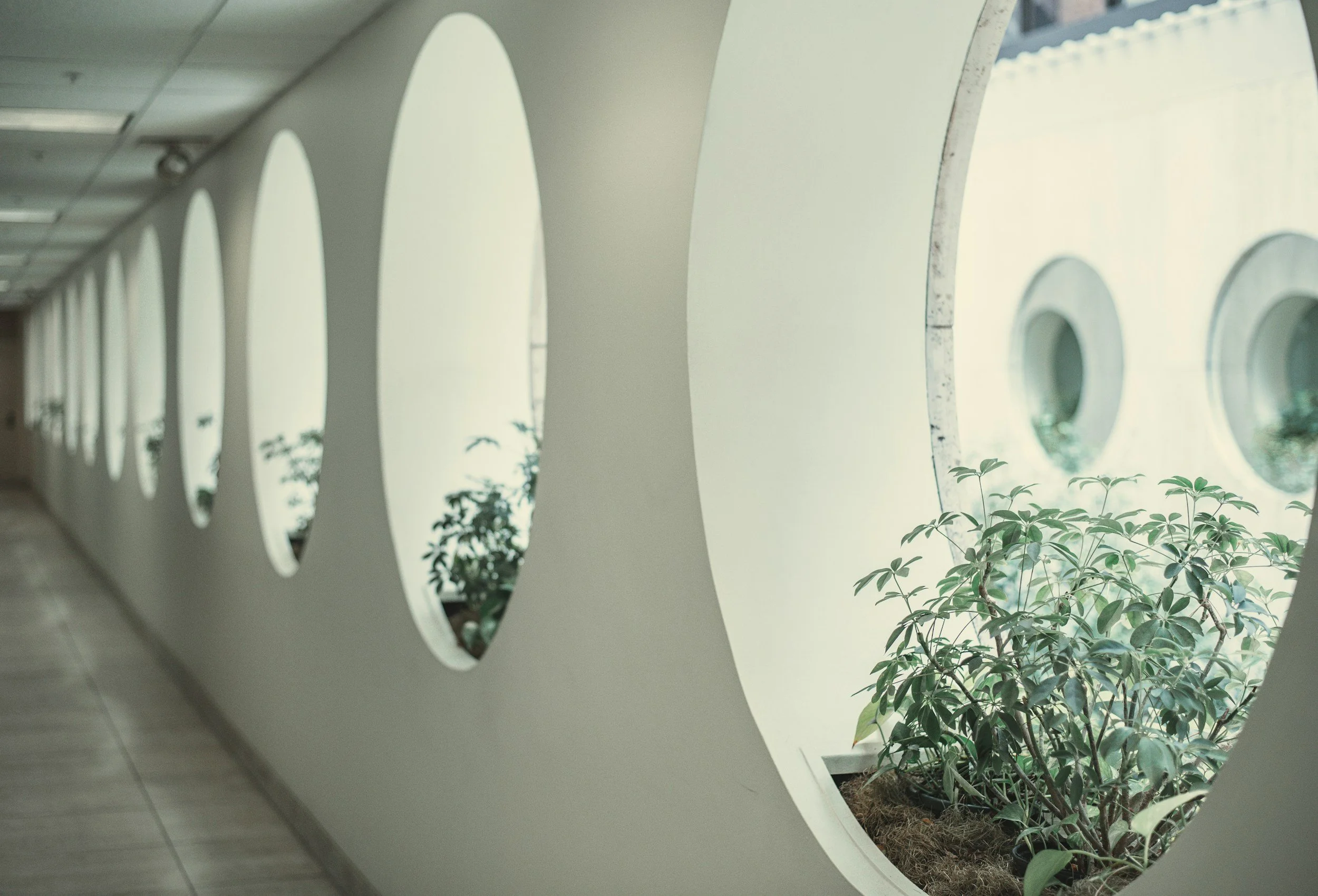A row of circular windows in a white wall with plants visible through the windows.
