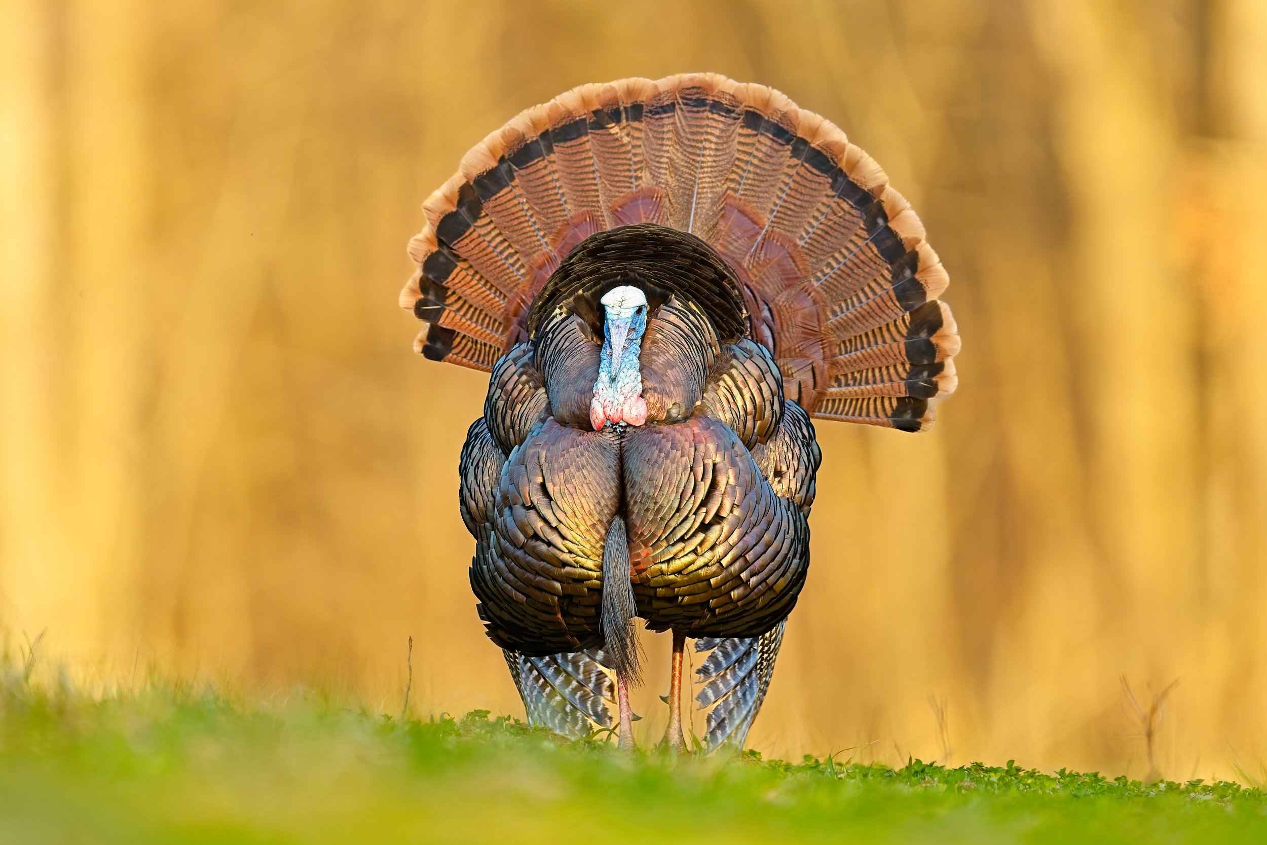 Strutting