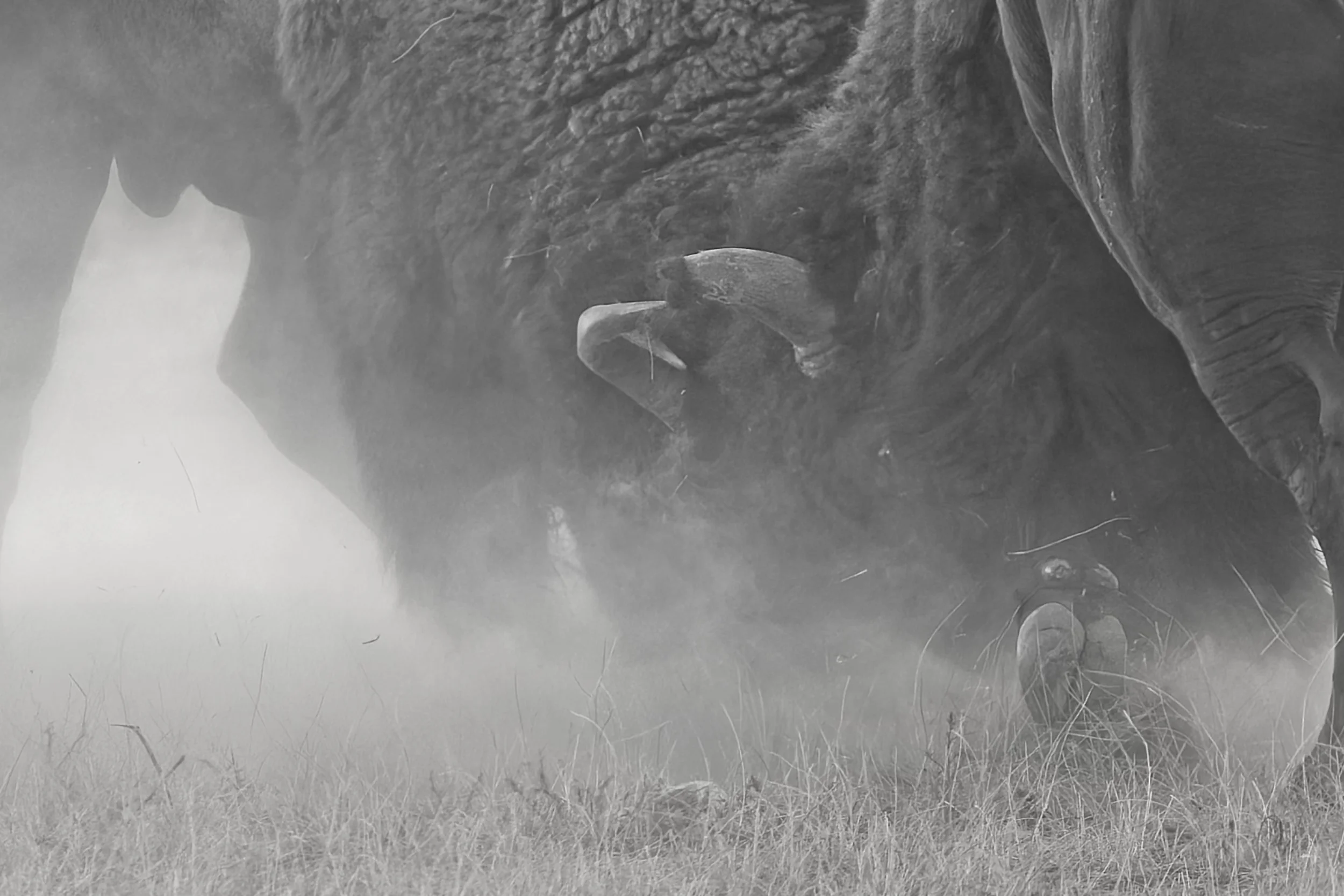 BISON BRAWL