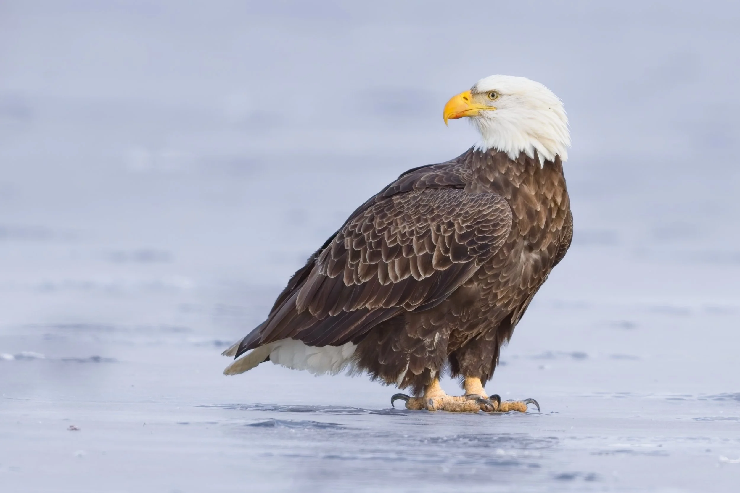 MERICA