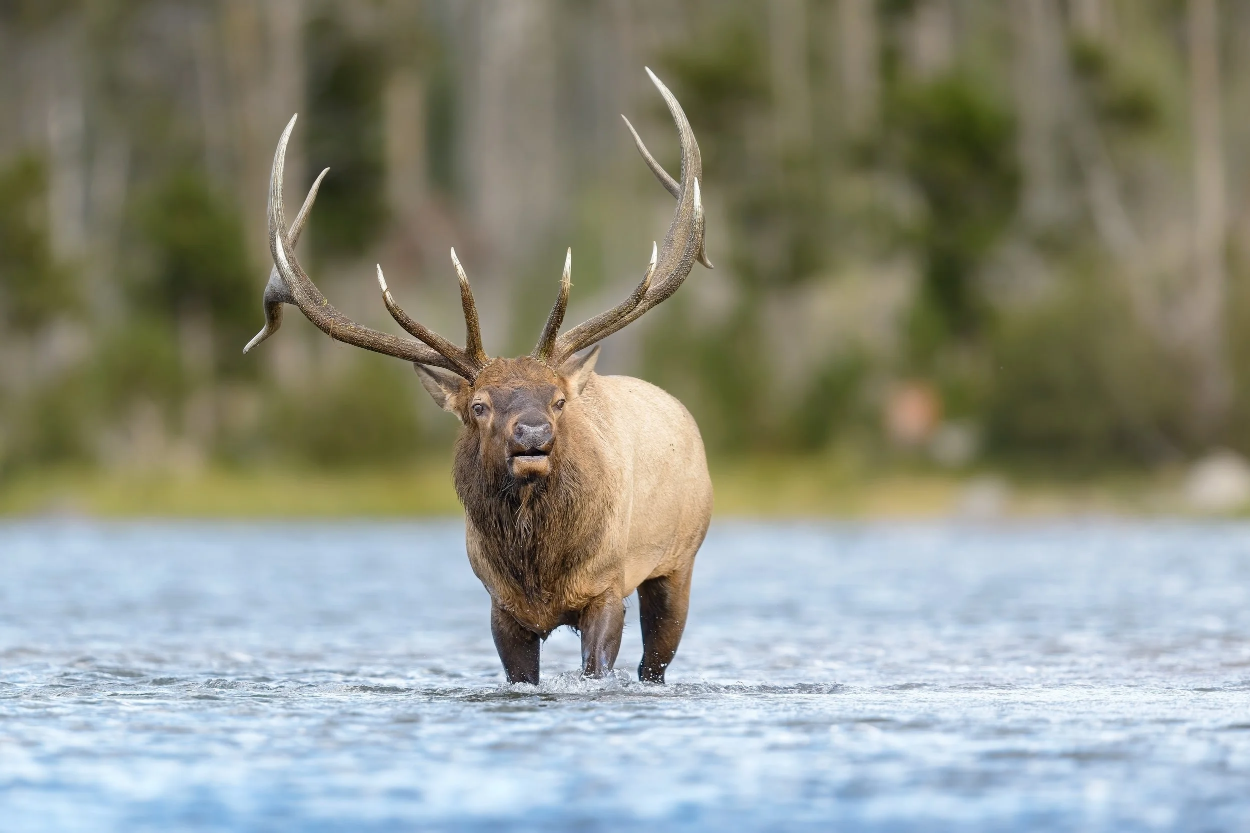 Fine art wildlife photography print of a majestic bull elk standing in a lake