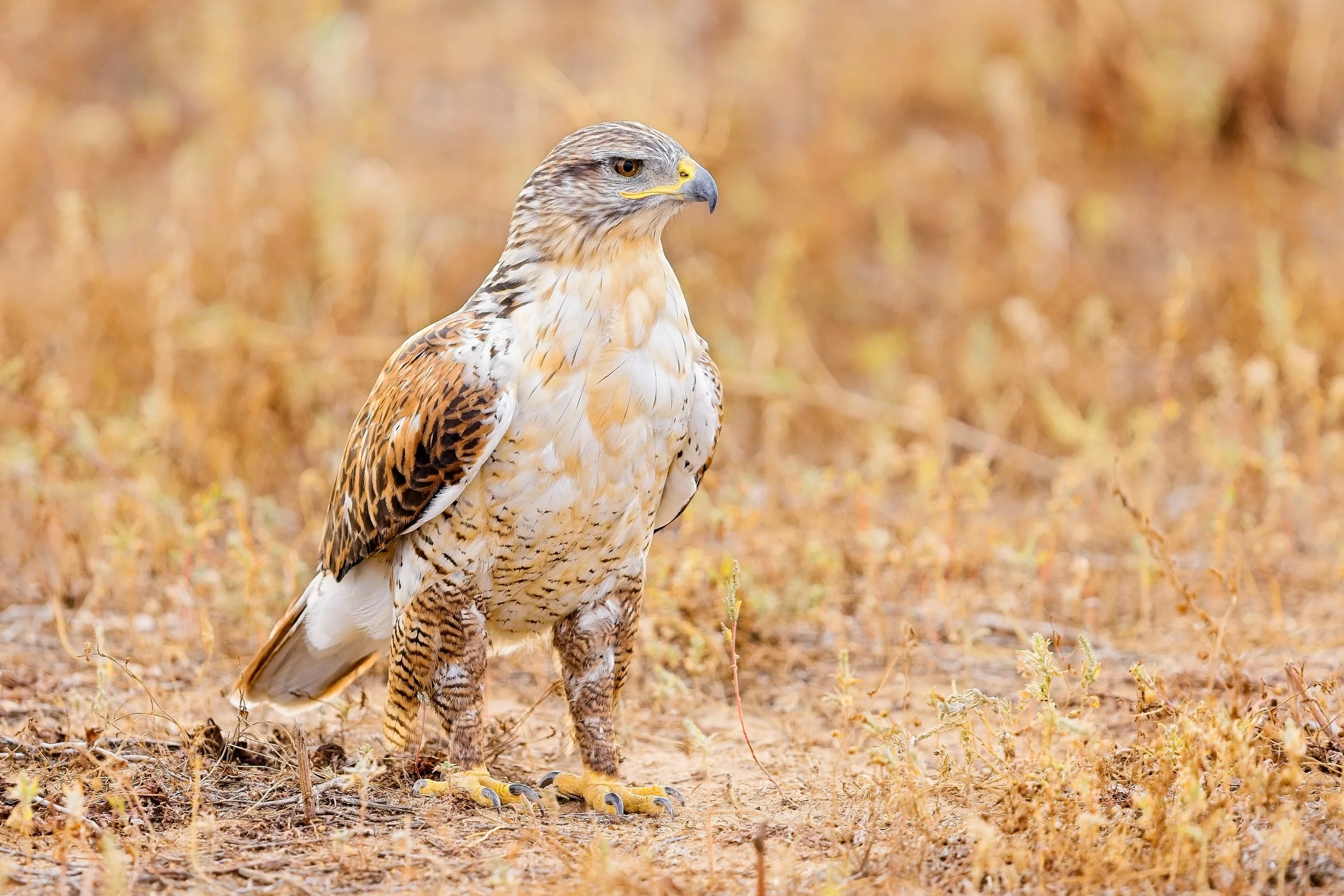 Buteo regalis