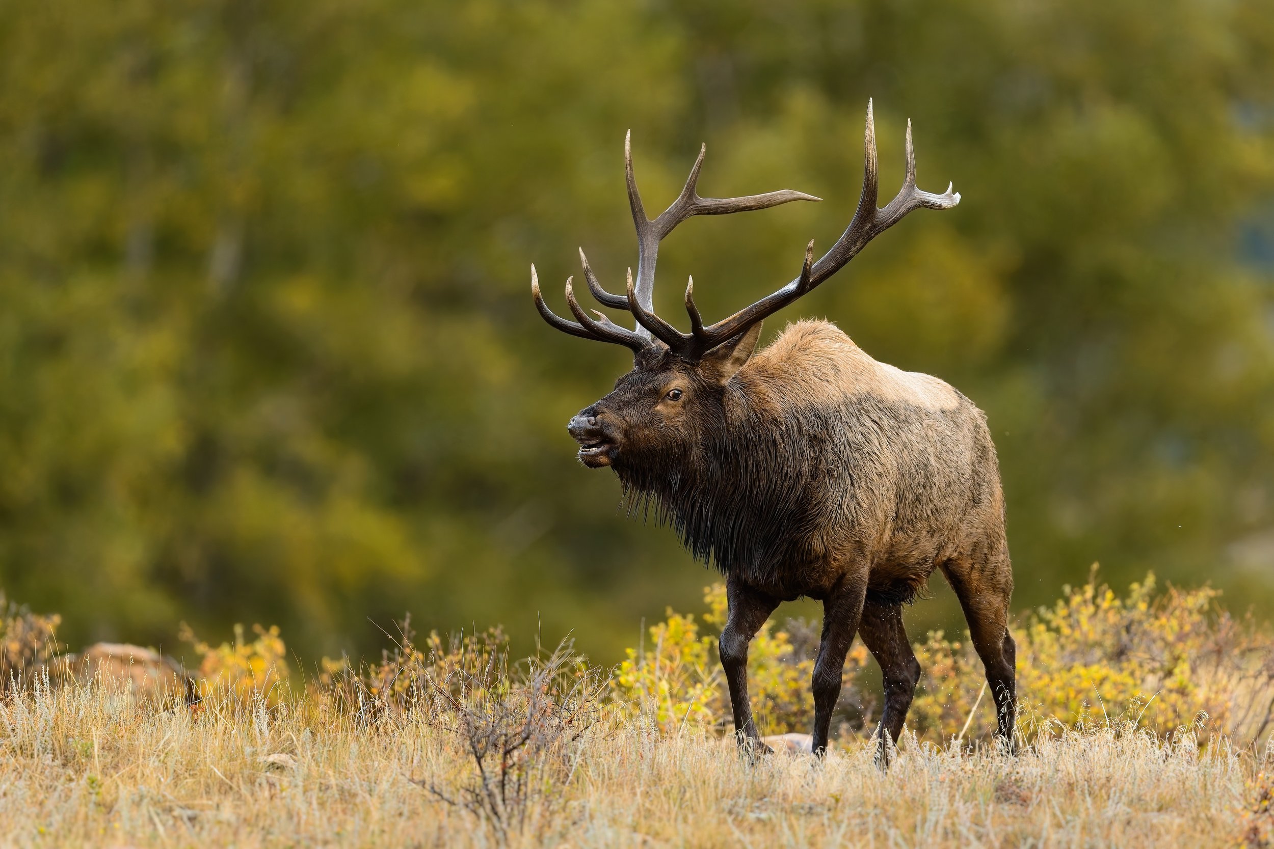 Rut Crazed Bull