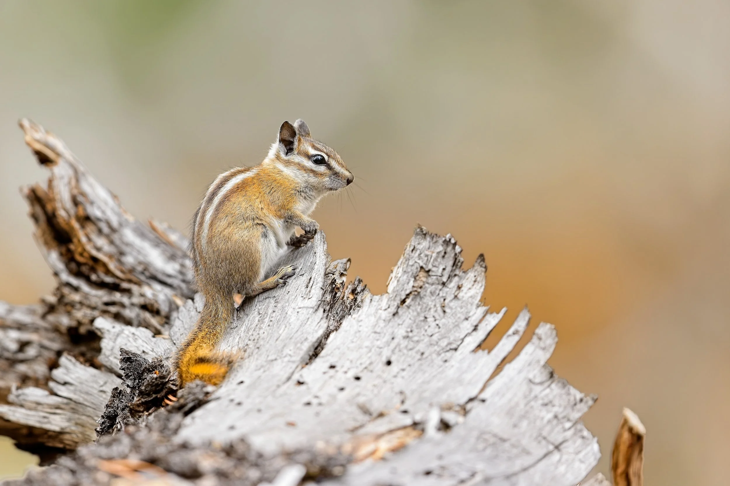 Chipmunk