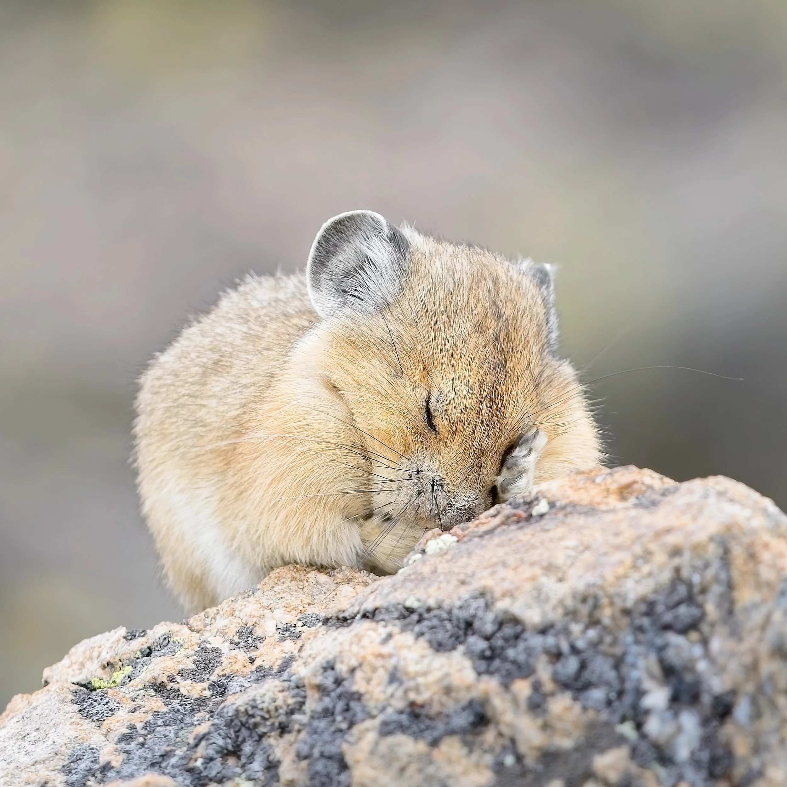 SLEEPY PIKA