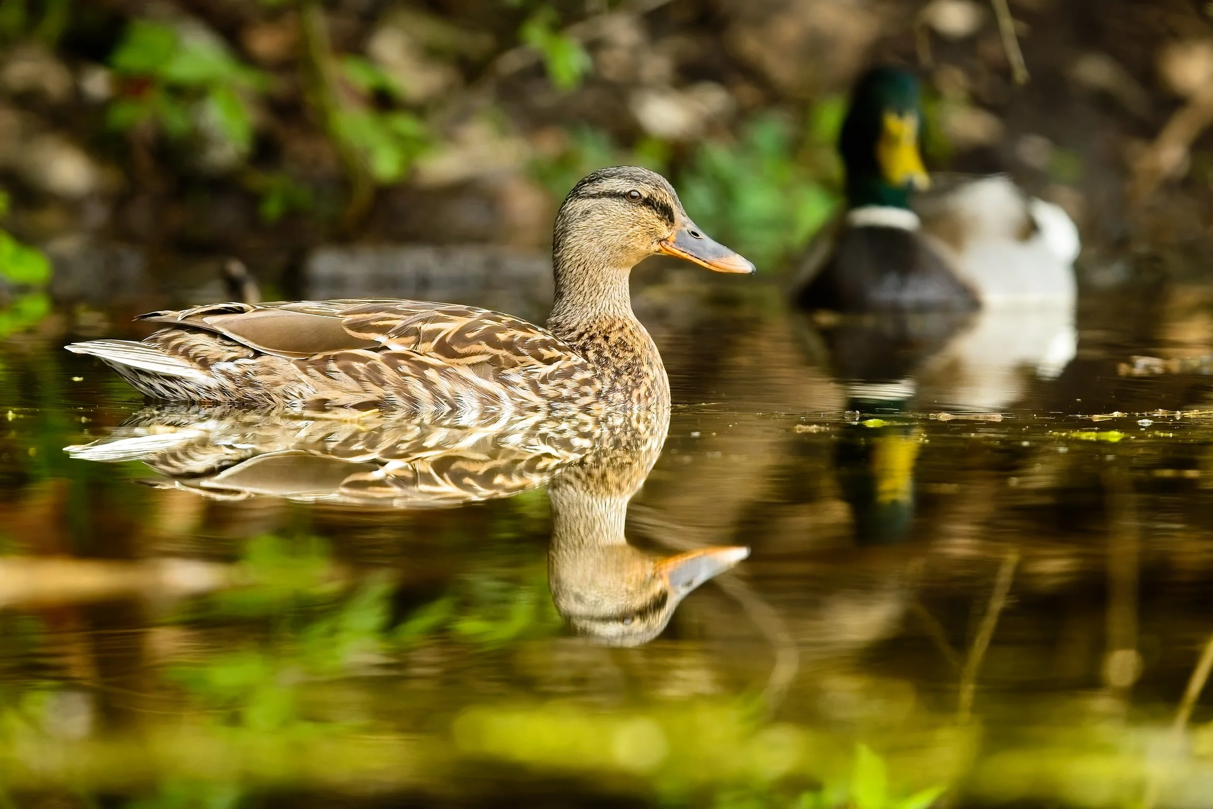 REFLECTION