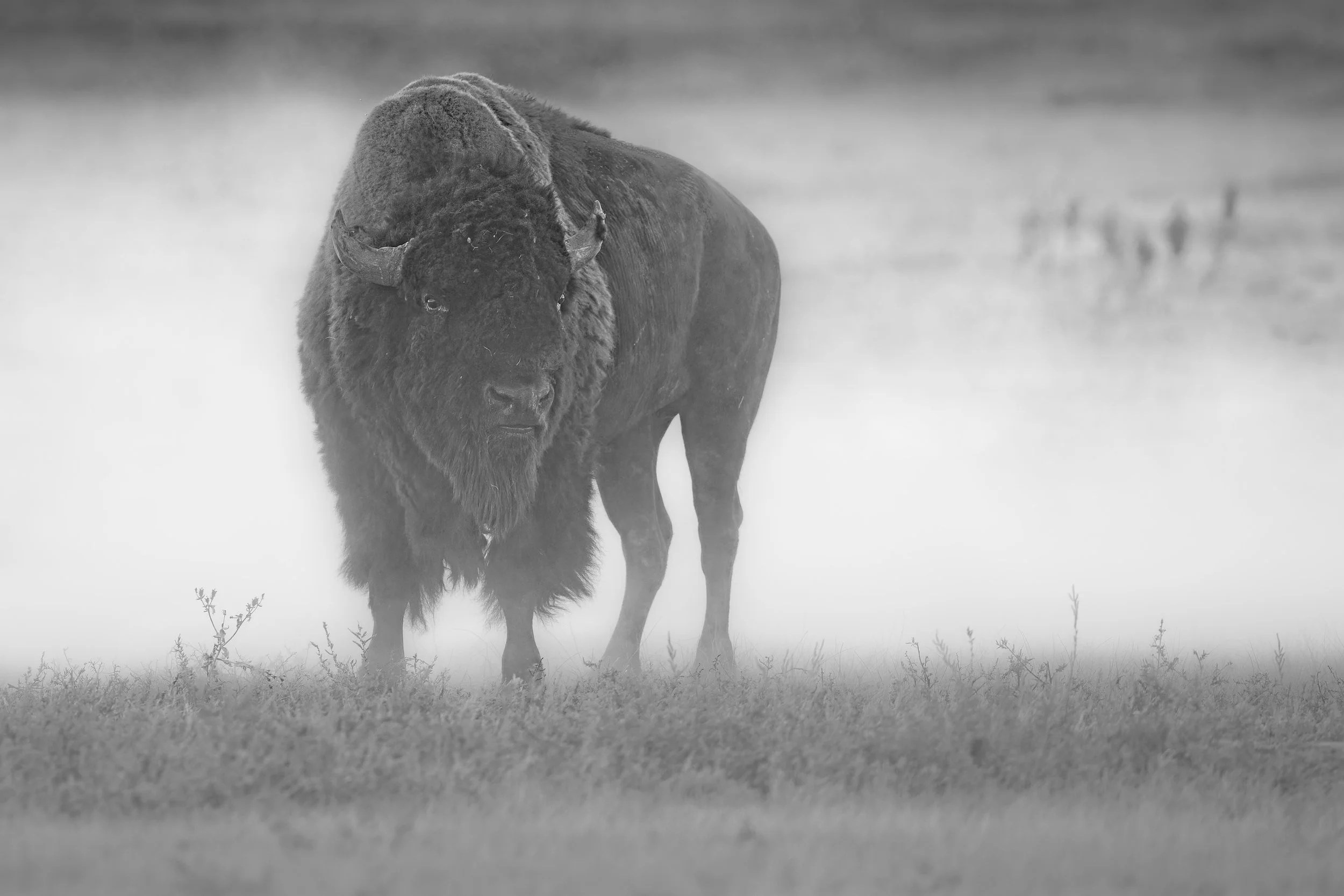 DUST STORM
