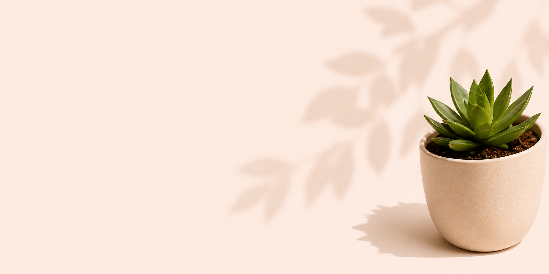A green succulent plant in a beige pot with soil, casting a shadow on a light pink background.