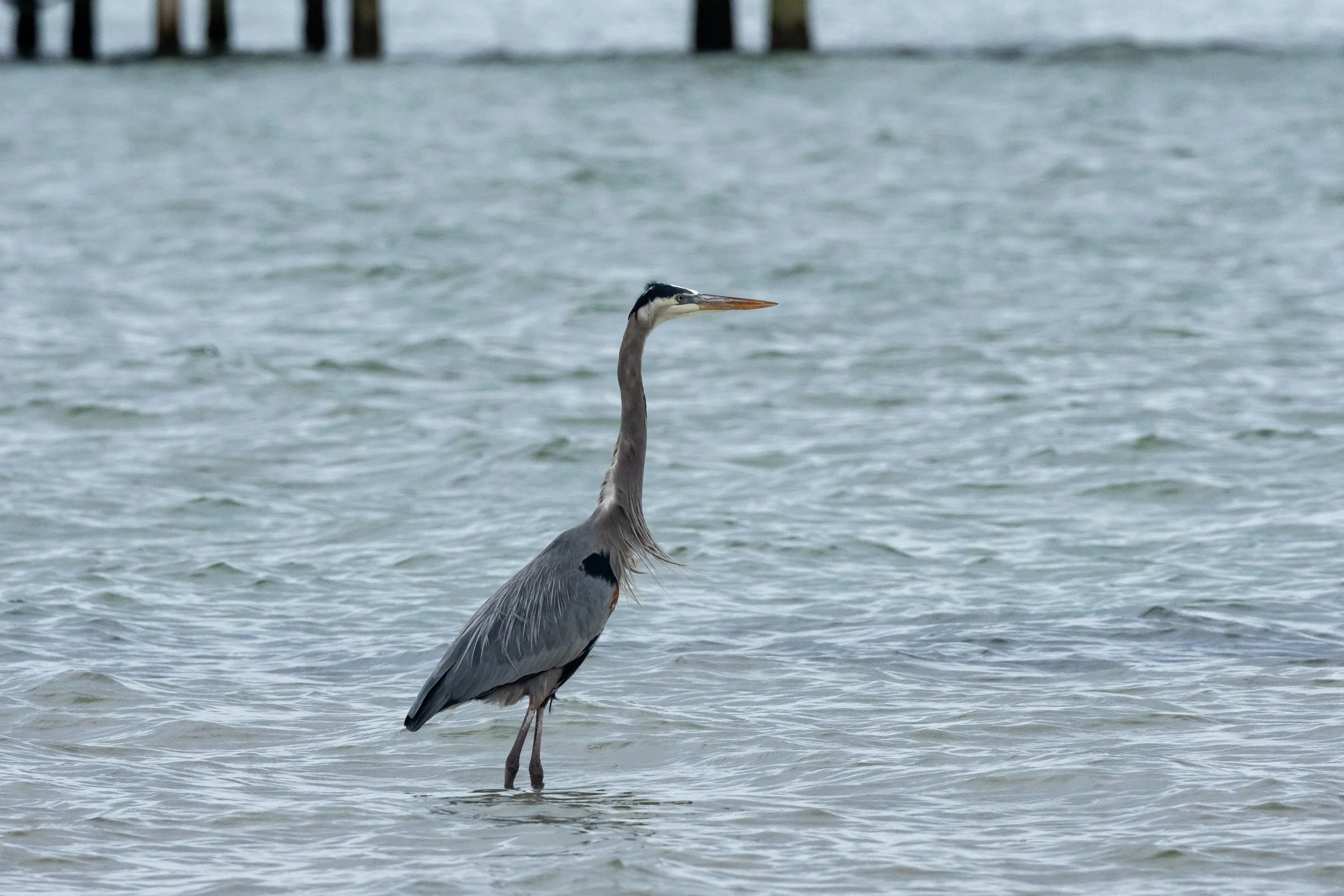 A great blue heron standing in shallow water near a pier, with its long neck stretched upward and its beak pointed forward.