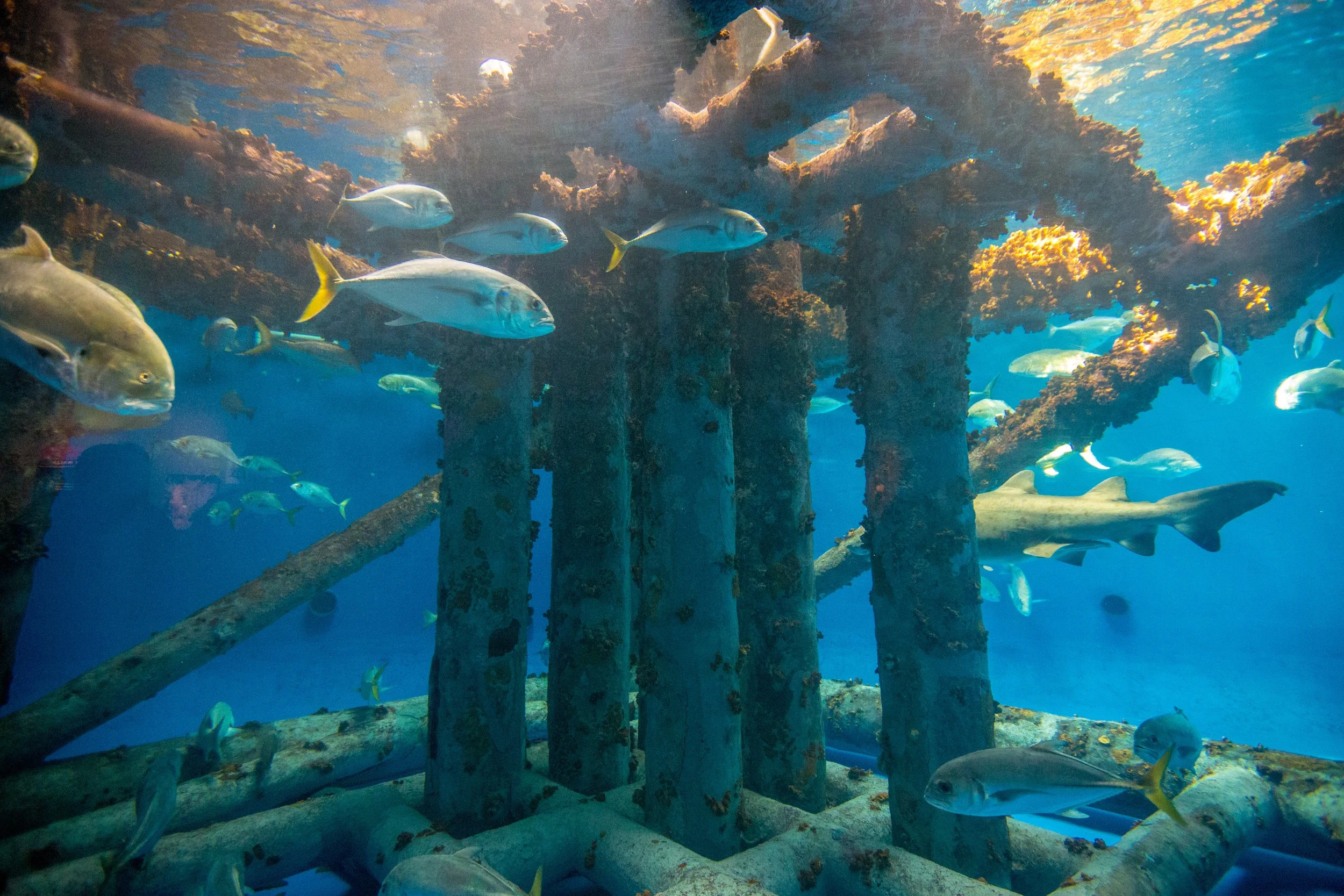 Underwater scene with fish swimming around a rusted, abandoned pier or structure covered in coral and marine growth.