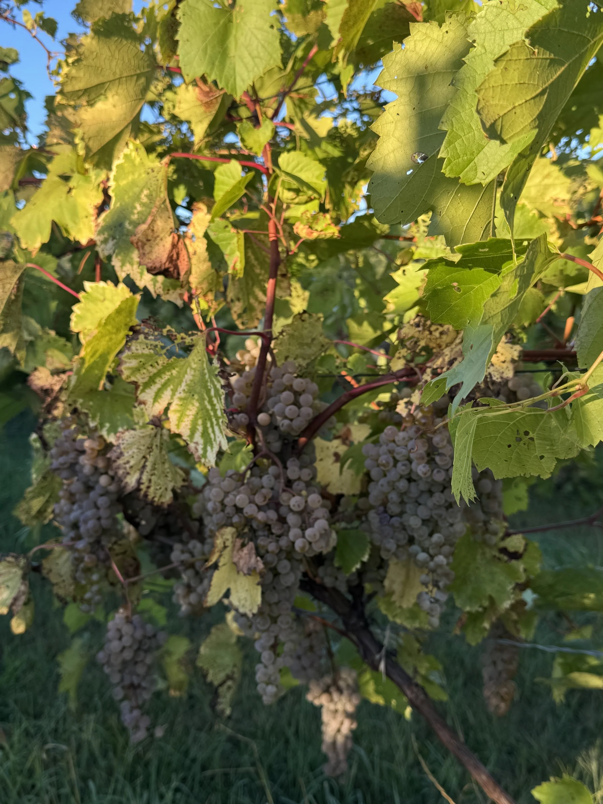 Raisin avec des feuilles vertes dans la vigne