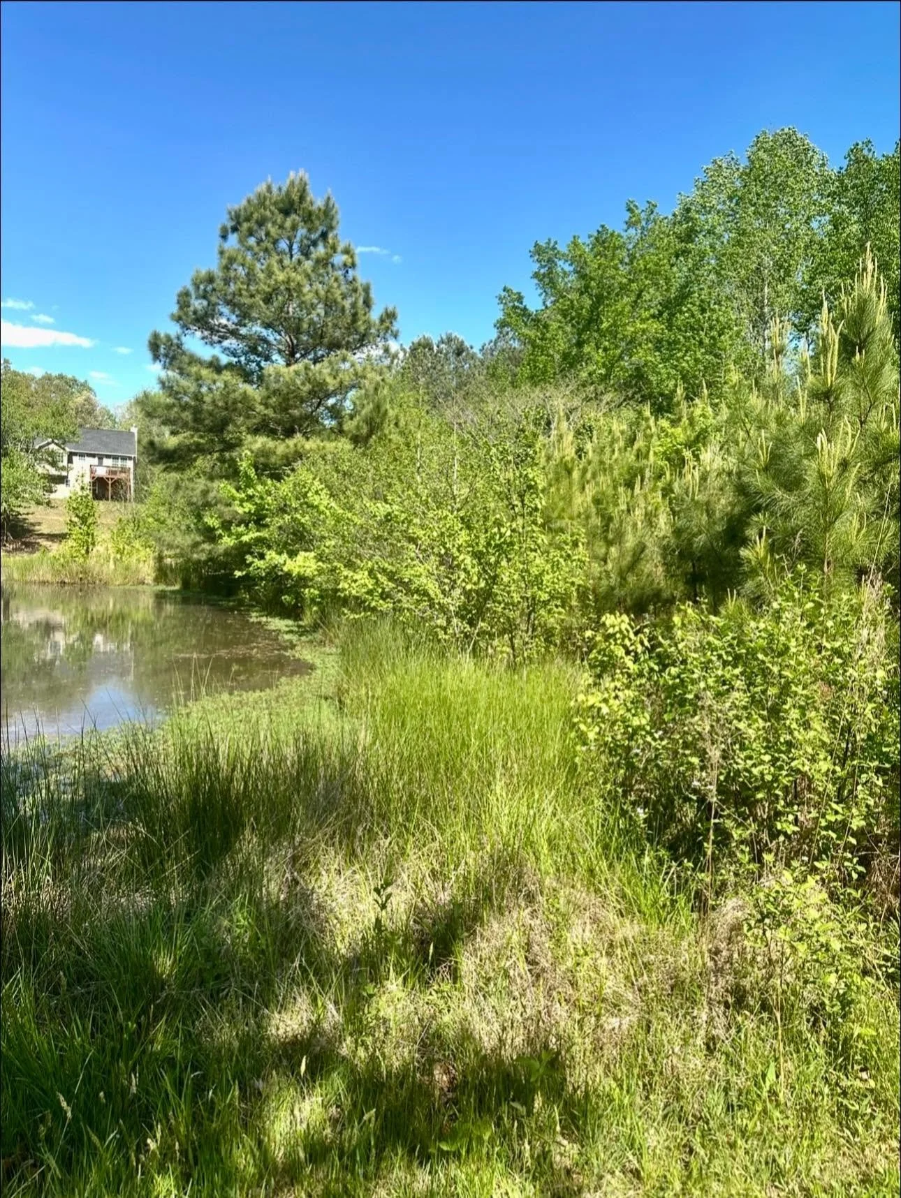 pond before.jpg