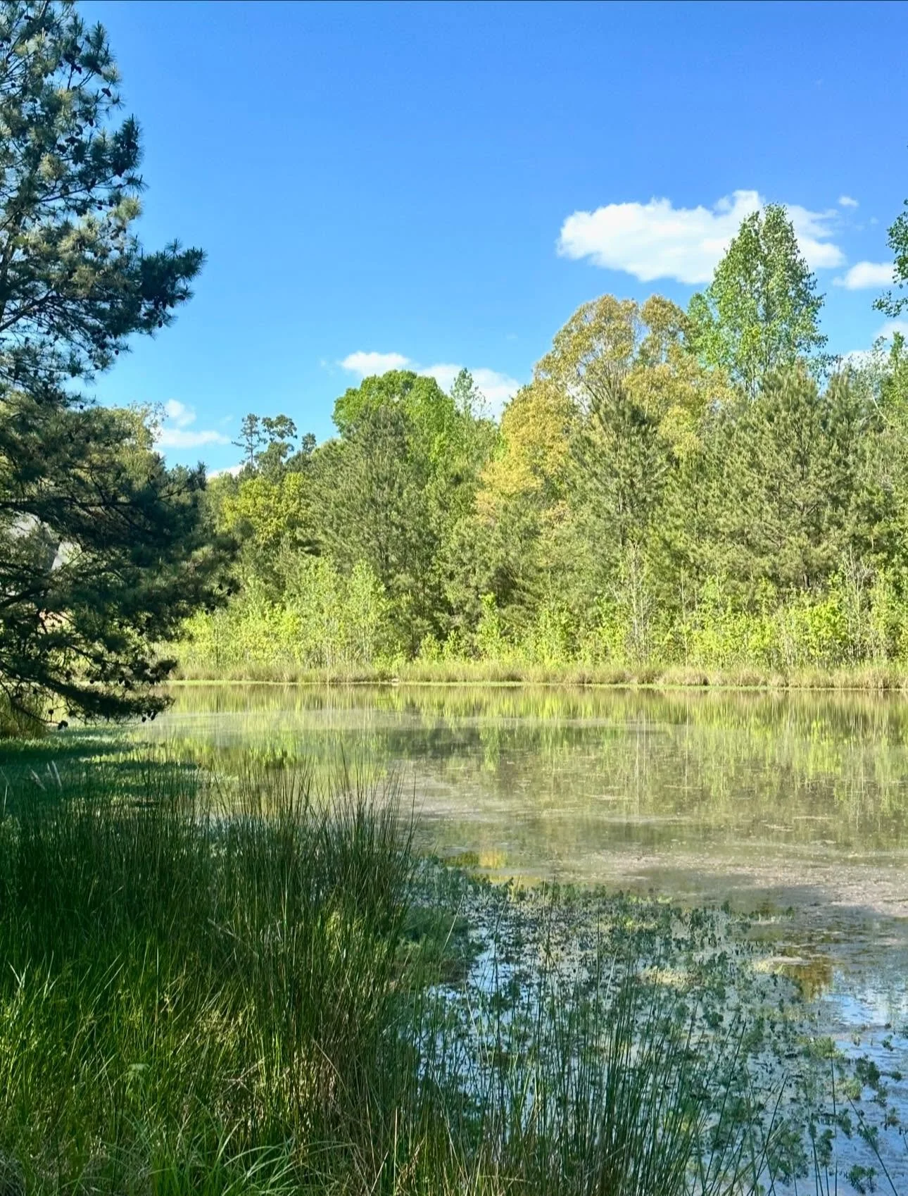 pond befo0re 2.jpg