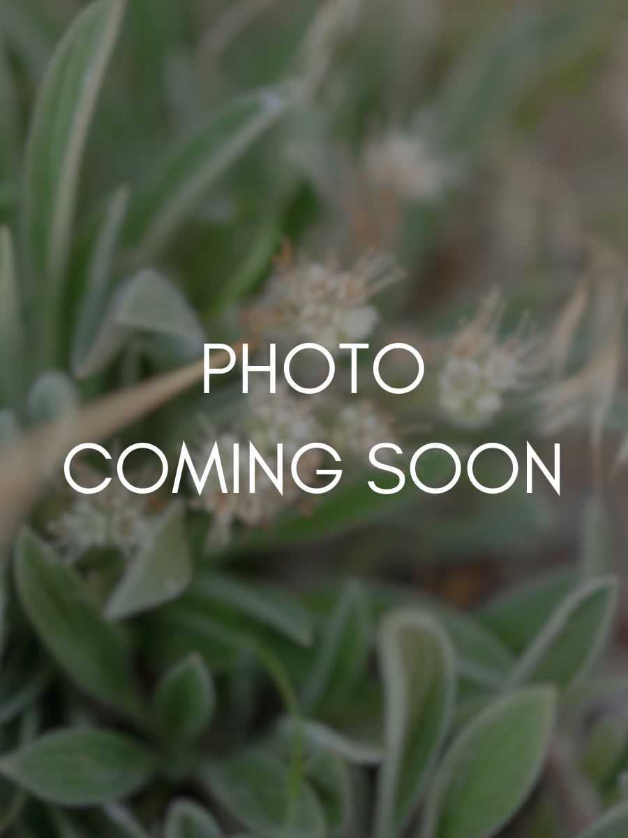 Blurred image of green foliage with a text overlay saying "Photo Coming Soon."
