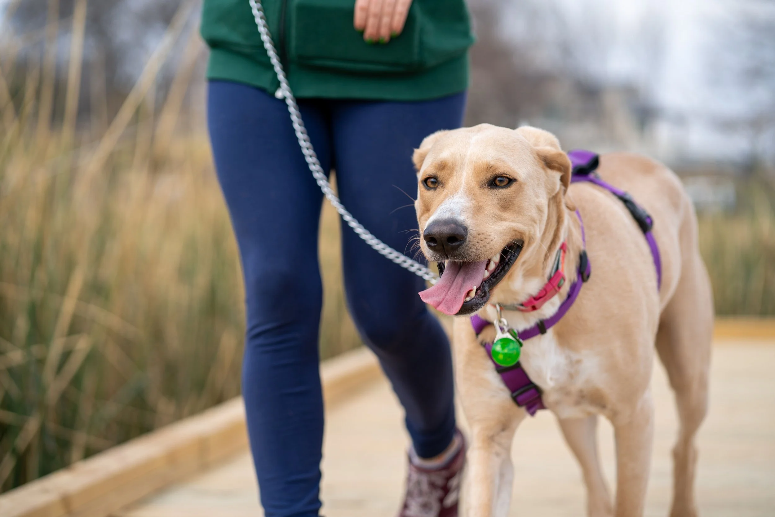A woman walking a tan dog on a leash outdoors. The dog is wearing a purple harness and a green bell, and the woman is wearing a green jacket and blue jeans.