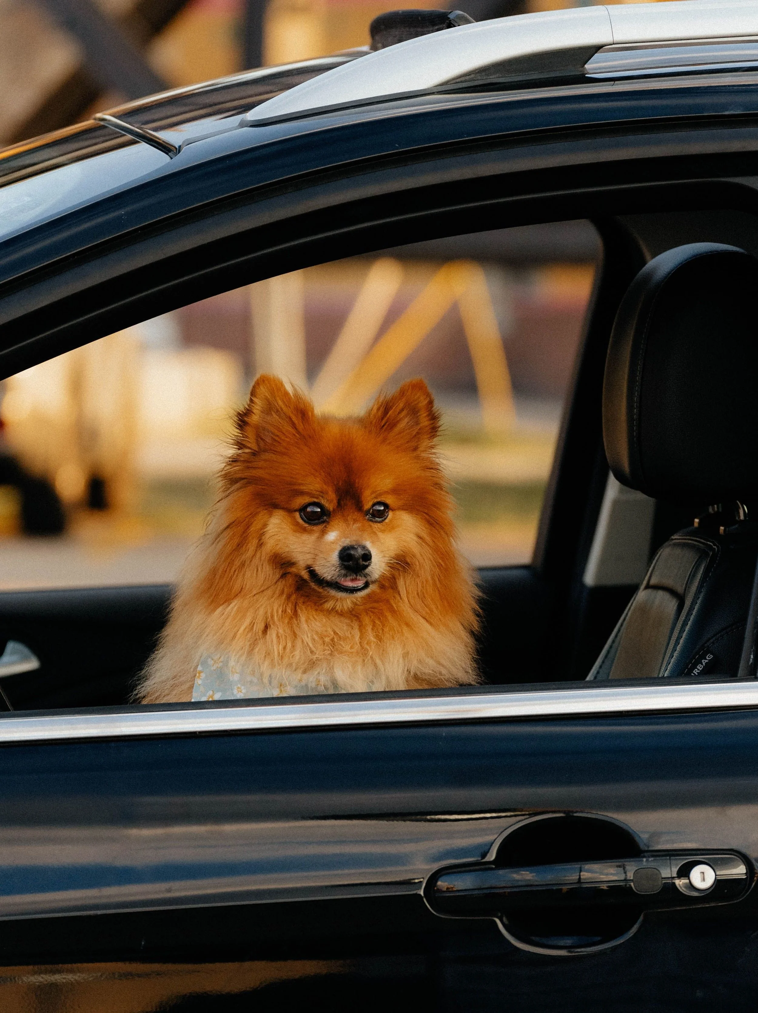 A small, fluffy dog with reddish-brown fur inside a black car, looking out through the open window.