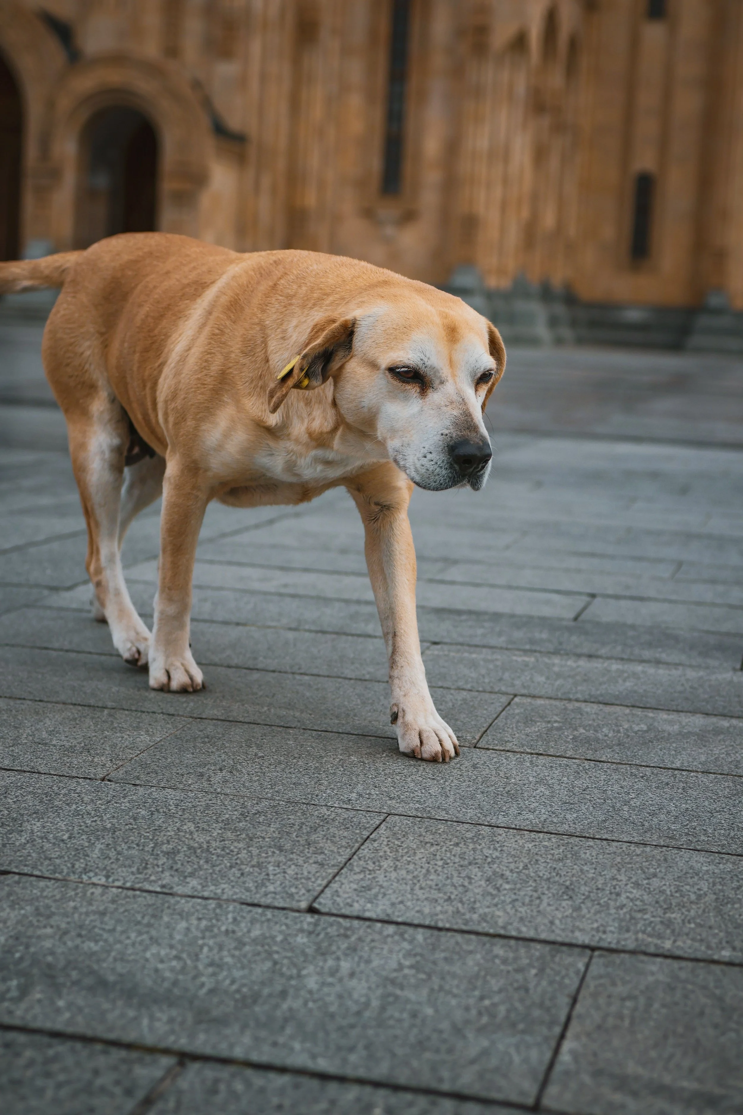 A tan and white dog with droopy ears walking on a gray tiled pavement with a wooden building in the background.