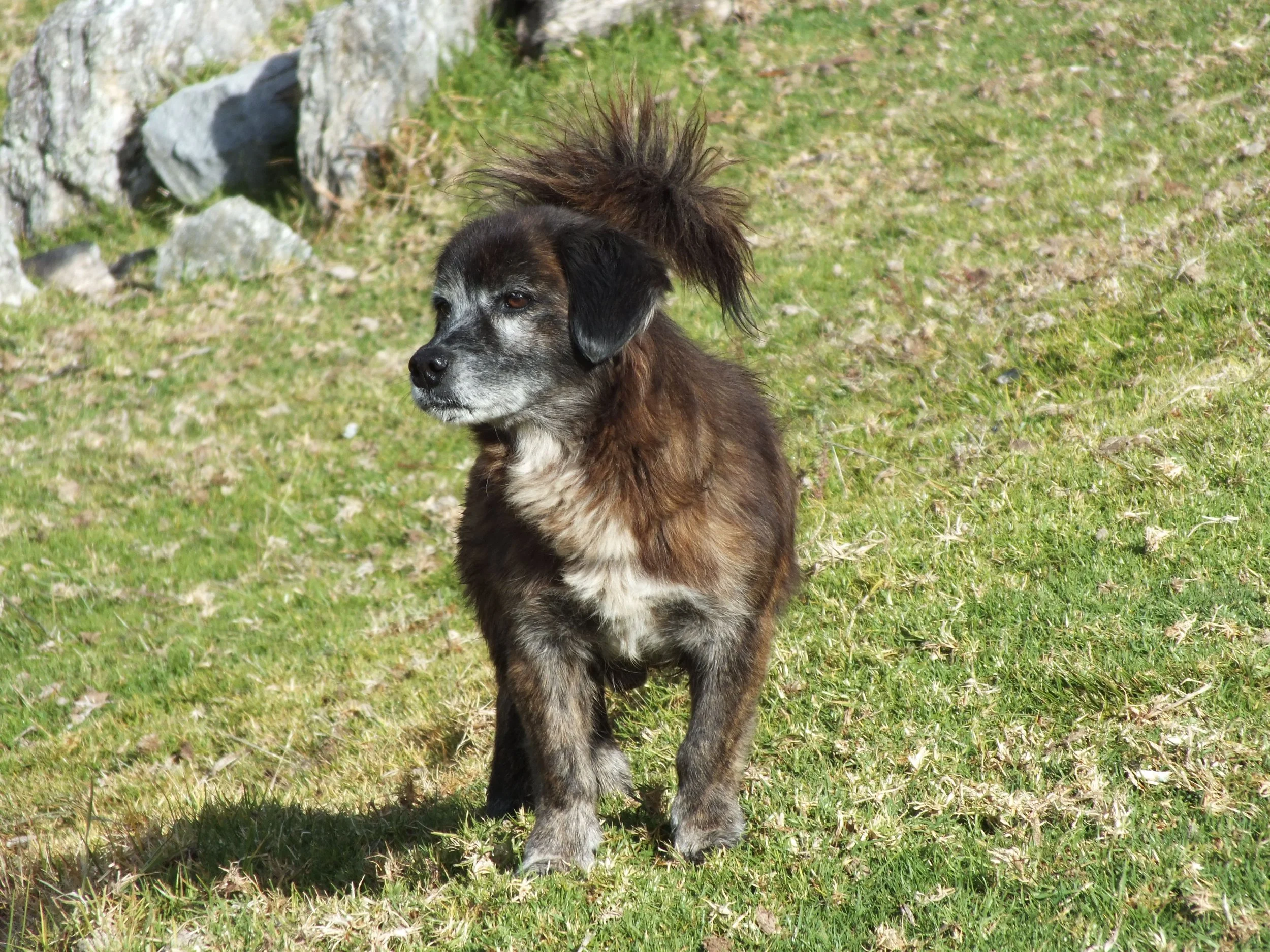 A mixed-breed dog with black, gray, and brown fur, and a fluffy tail, standing outdoors on grass.