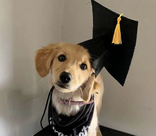 A cute puppy wearing a graduation cap and gown.