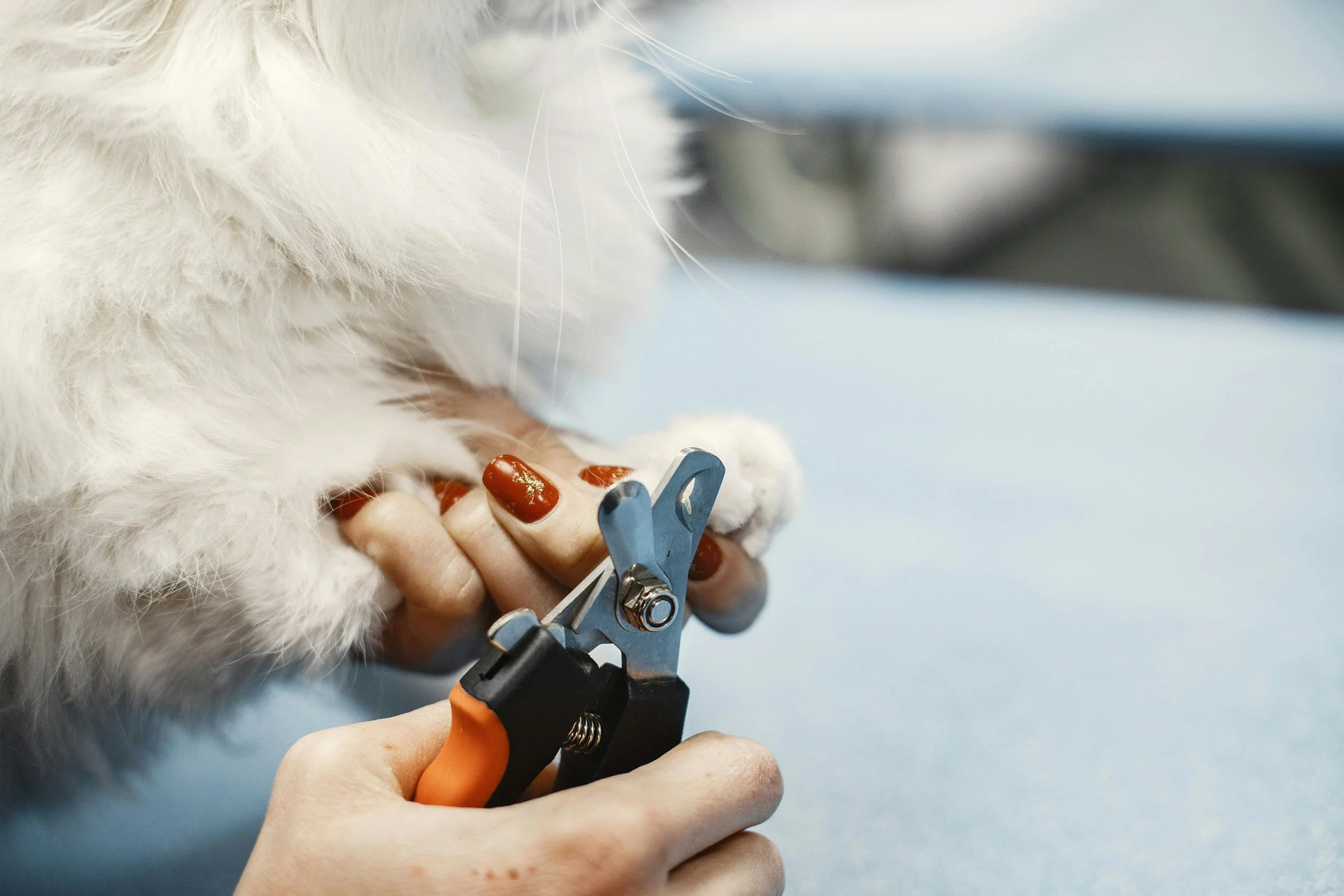 In-home pet nail trims Oviedo