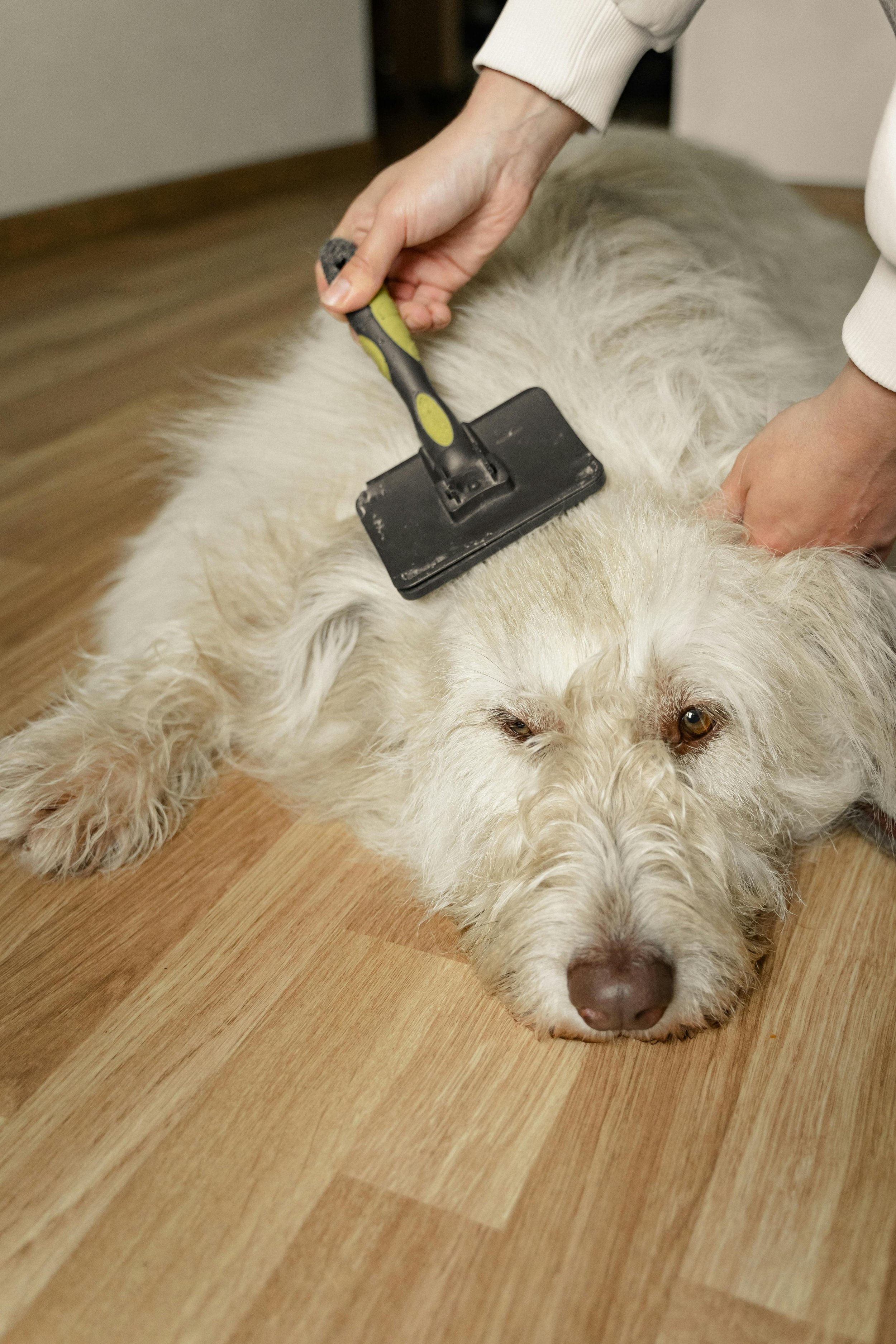 dog grooming behavior training