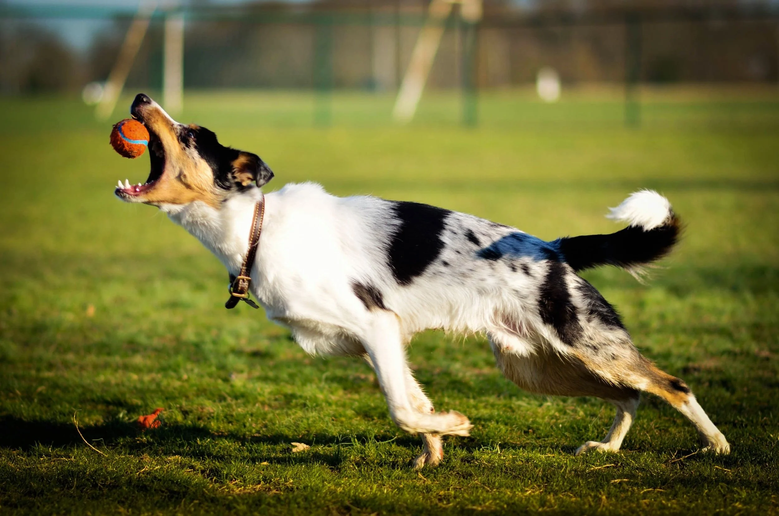 A dog, possibly a Border Collie mix, playing with a small orange and blue ball outdoors on green grass, with a blurred background of trees and a fenced area.