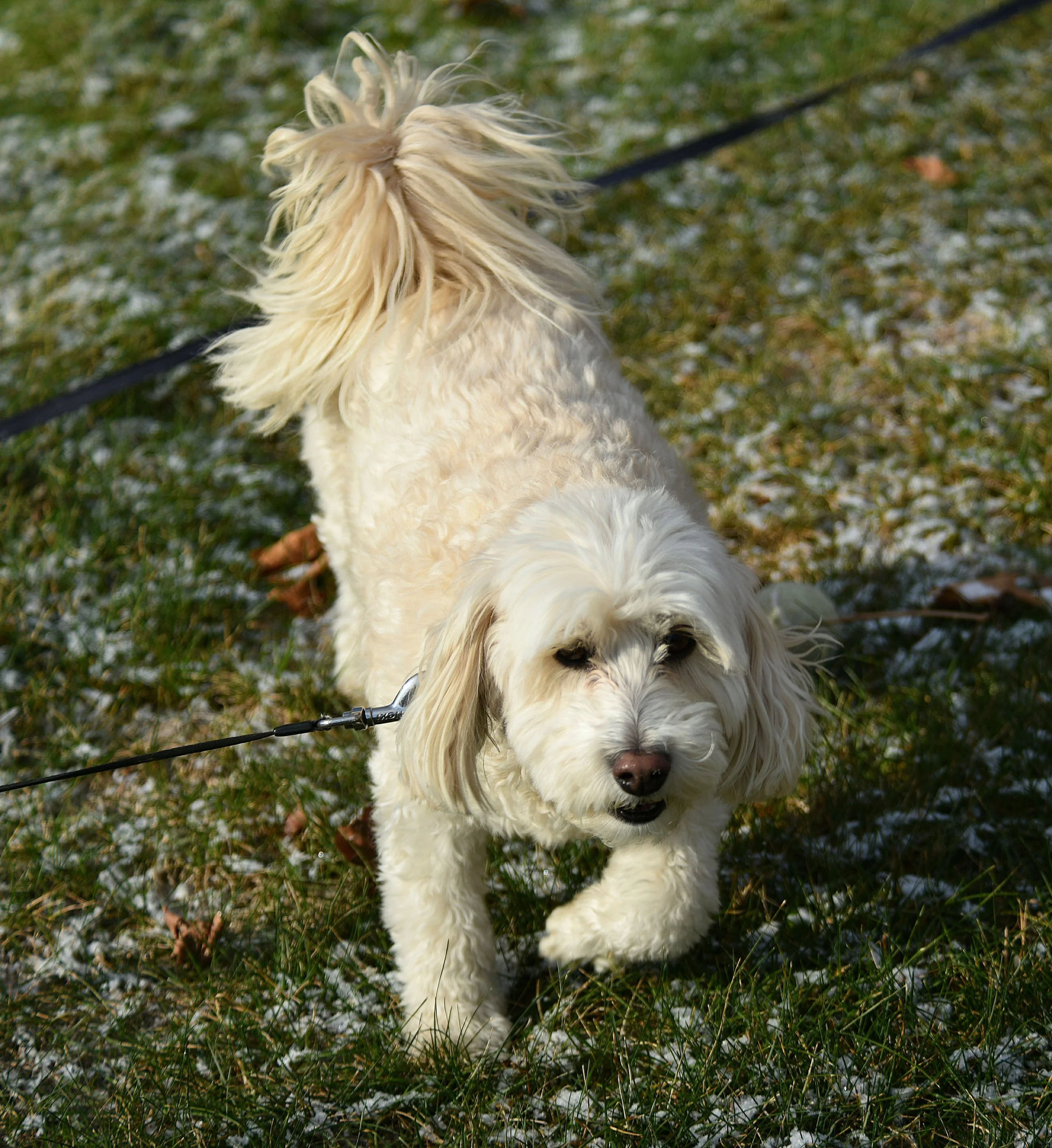 A white, curly-haired dog with long ears on a leash, walking on grass with patches of snow.