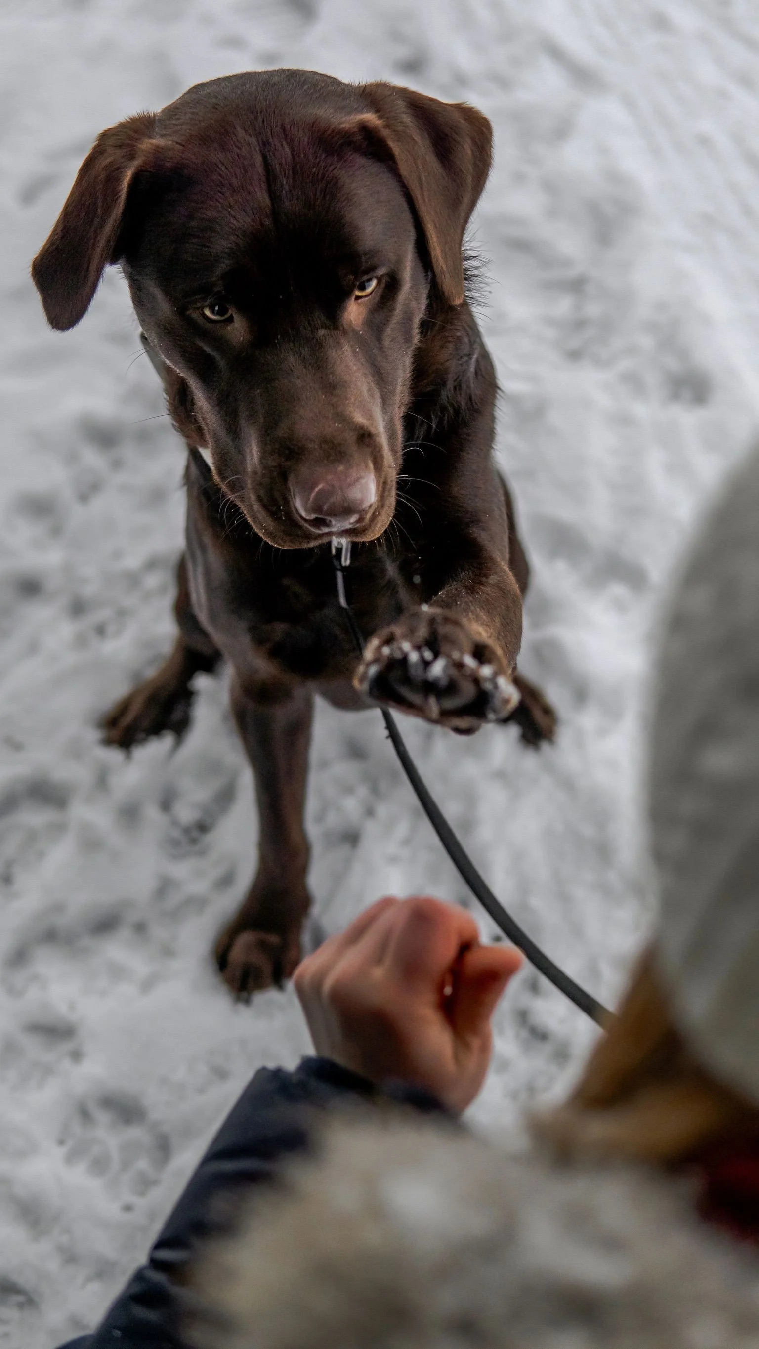 A person holding a dog on a leash outdoors in a snowy area. The dog is a dark brown Labrador retriever, looking at the camera.