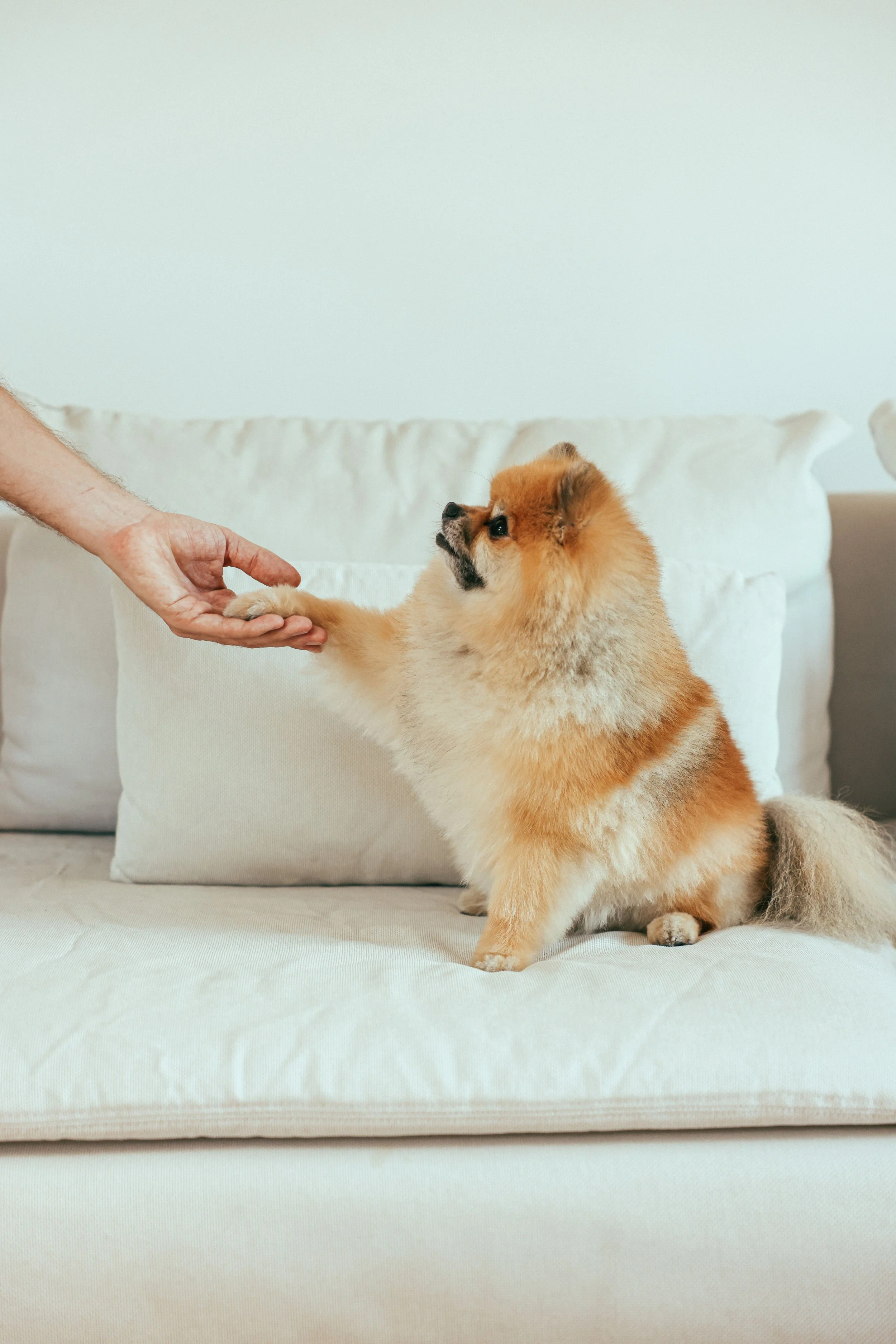A fluffy, light brown Pomeranian dog sitting on a white sofa, reaching out to a person's hand with its paw.