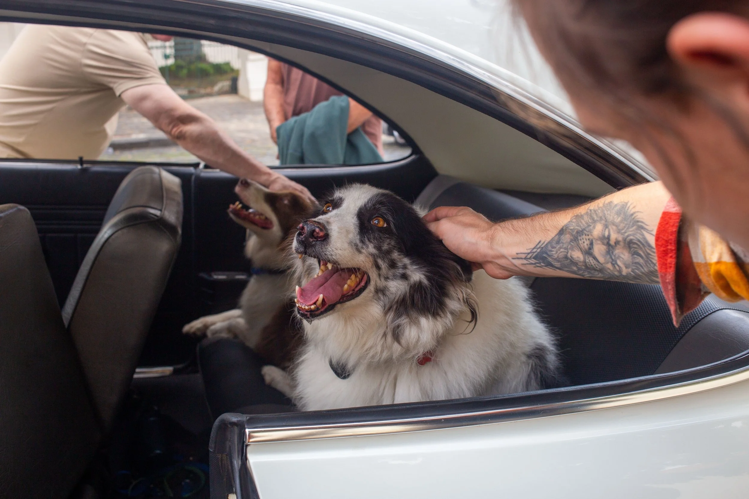 This image shows a person petting a black and white dog inside a vehicle, with two other people outside near the open car window.