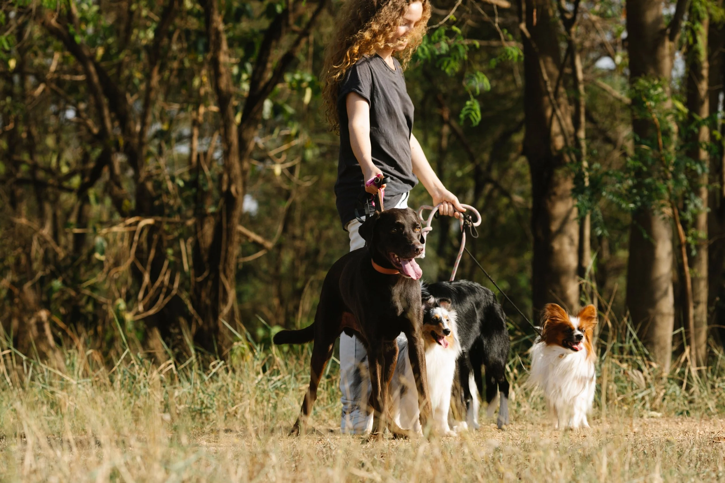 A woman walking five dogs in a forested area.