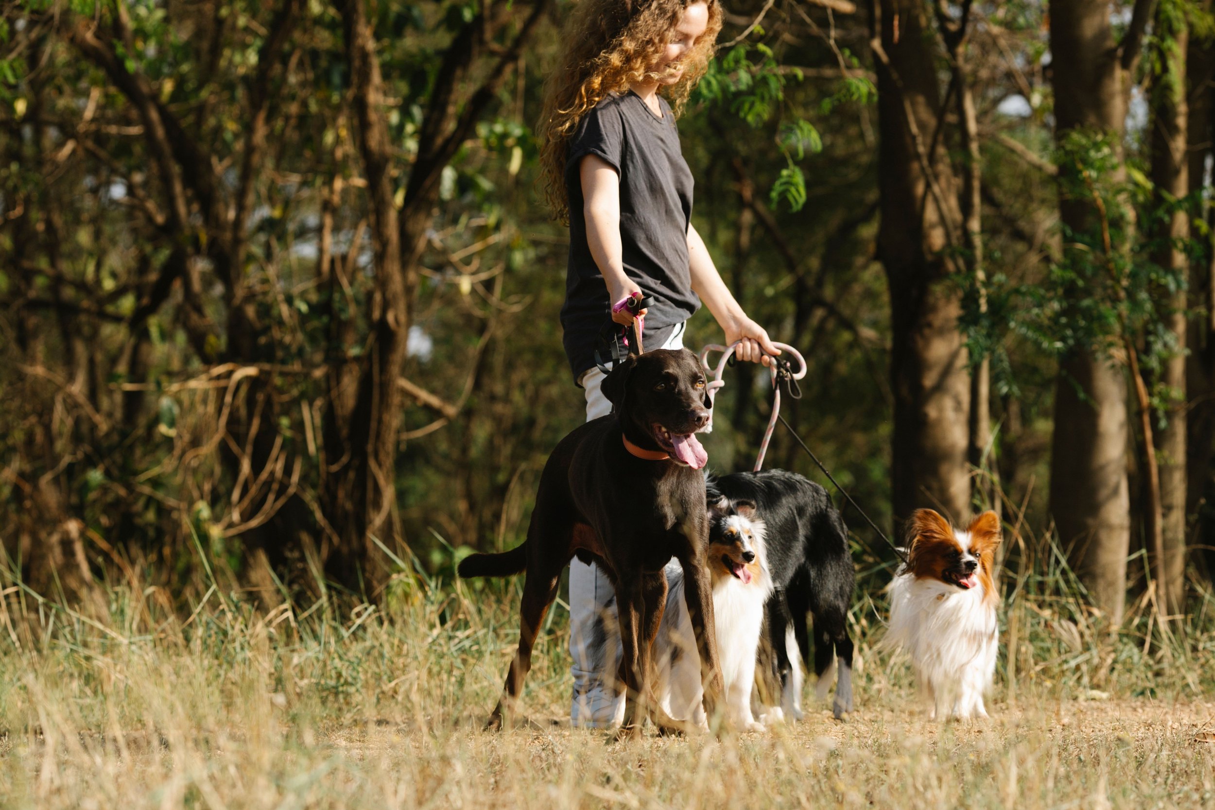 A woman walking five dogs in a forested area.