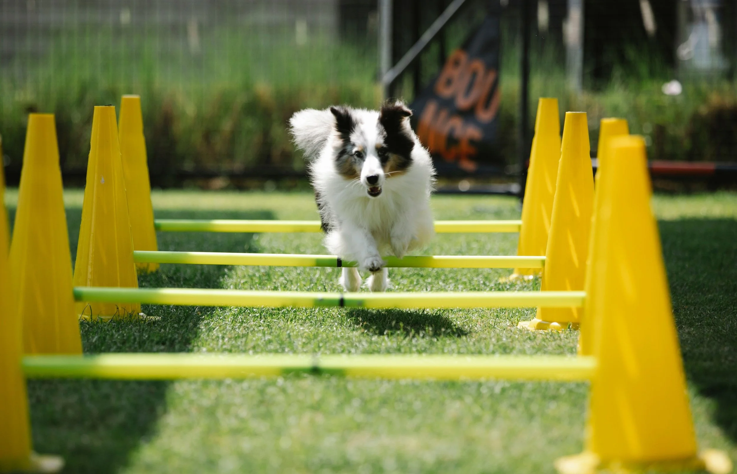 A black and white dog running through an agility course with yellow cones and green bars outdoors on grass.