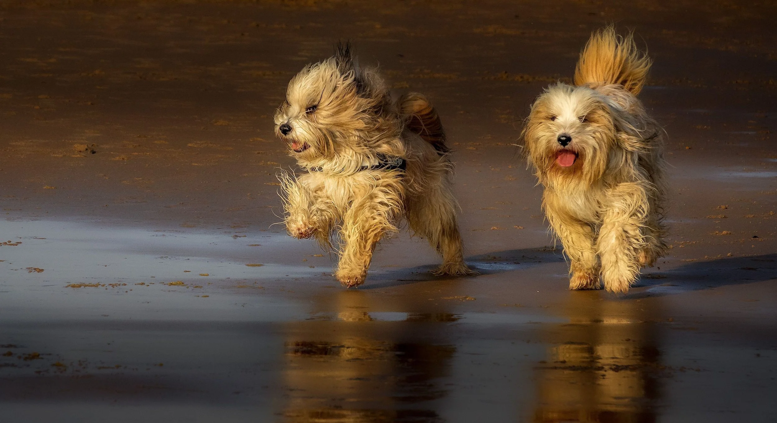 Two small, fluffy dogs with long, shaggy fur walking along a sandy beach, with the ocean and wet sand visible.