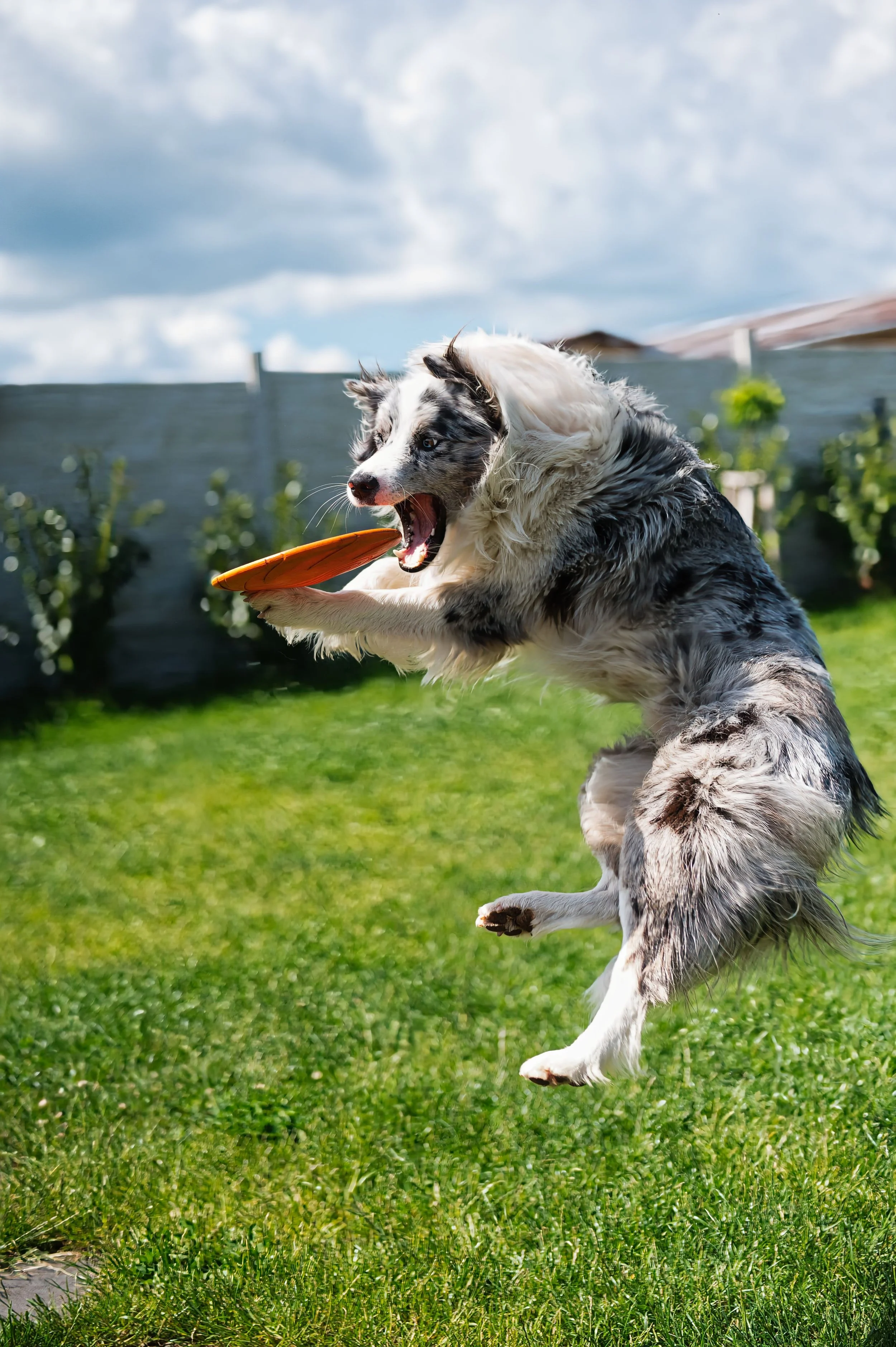 A dog, possibly an Australian Shepherd, catching a frisbee in mid-air outdoors on green grass with a fence and cloudy sky in the background.