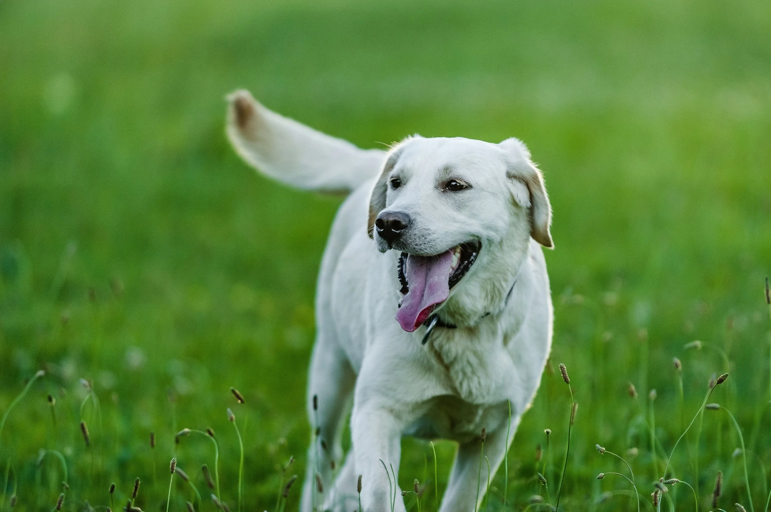 A white Labrador Retriever running in a green grassy field with a joyful expression and tongue hanging out.