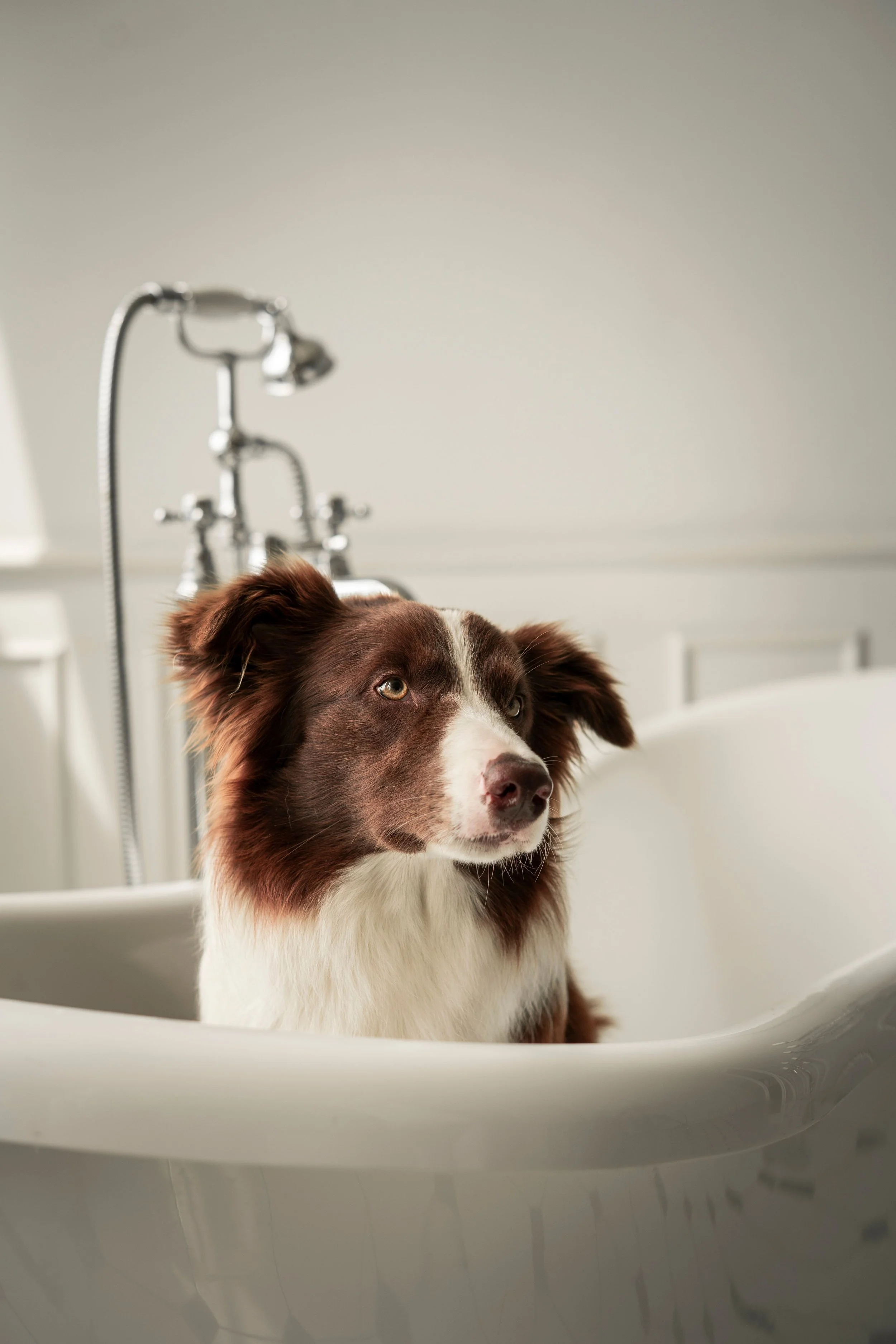 In Home Grooming Support Oviedo