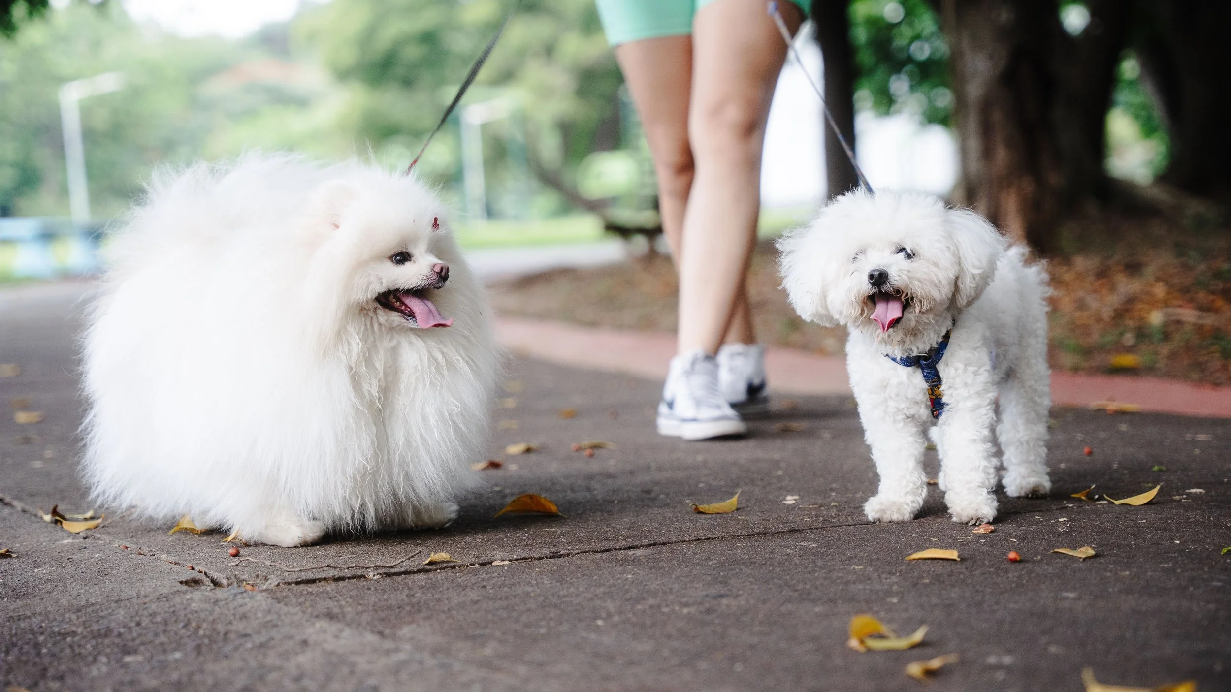 Two white fluffy dogs on a walk in a park with a person walking them, fallen leaves on the ground, and trees in the background.