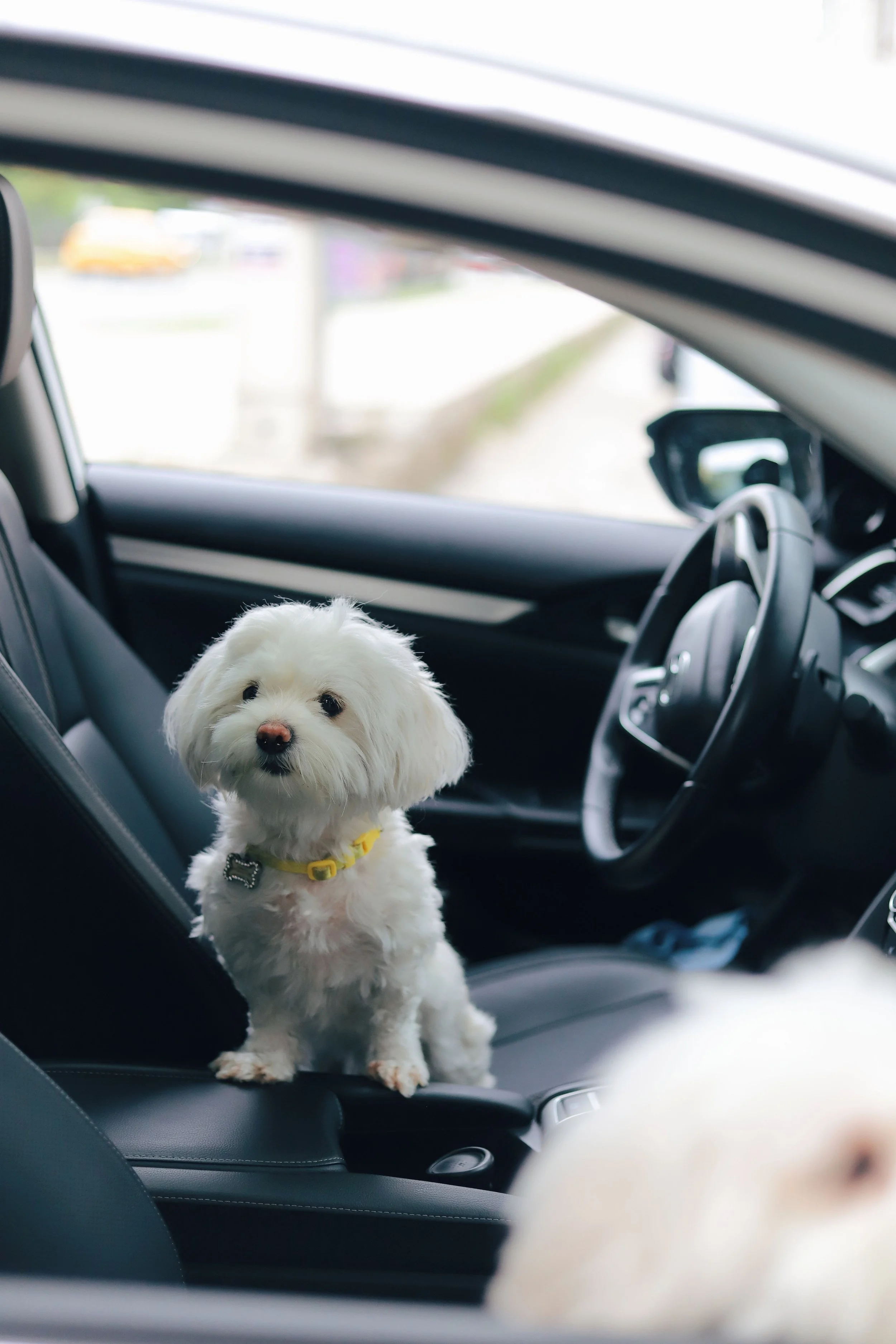 A small white dog with fluffy fur and a yellow collar standing inside a car, near the dashboard, with a blurred street view in the background.