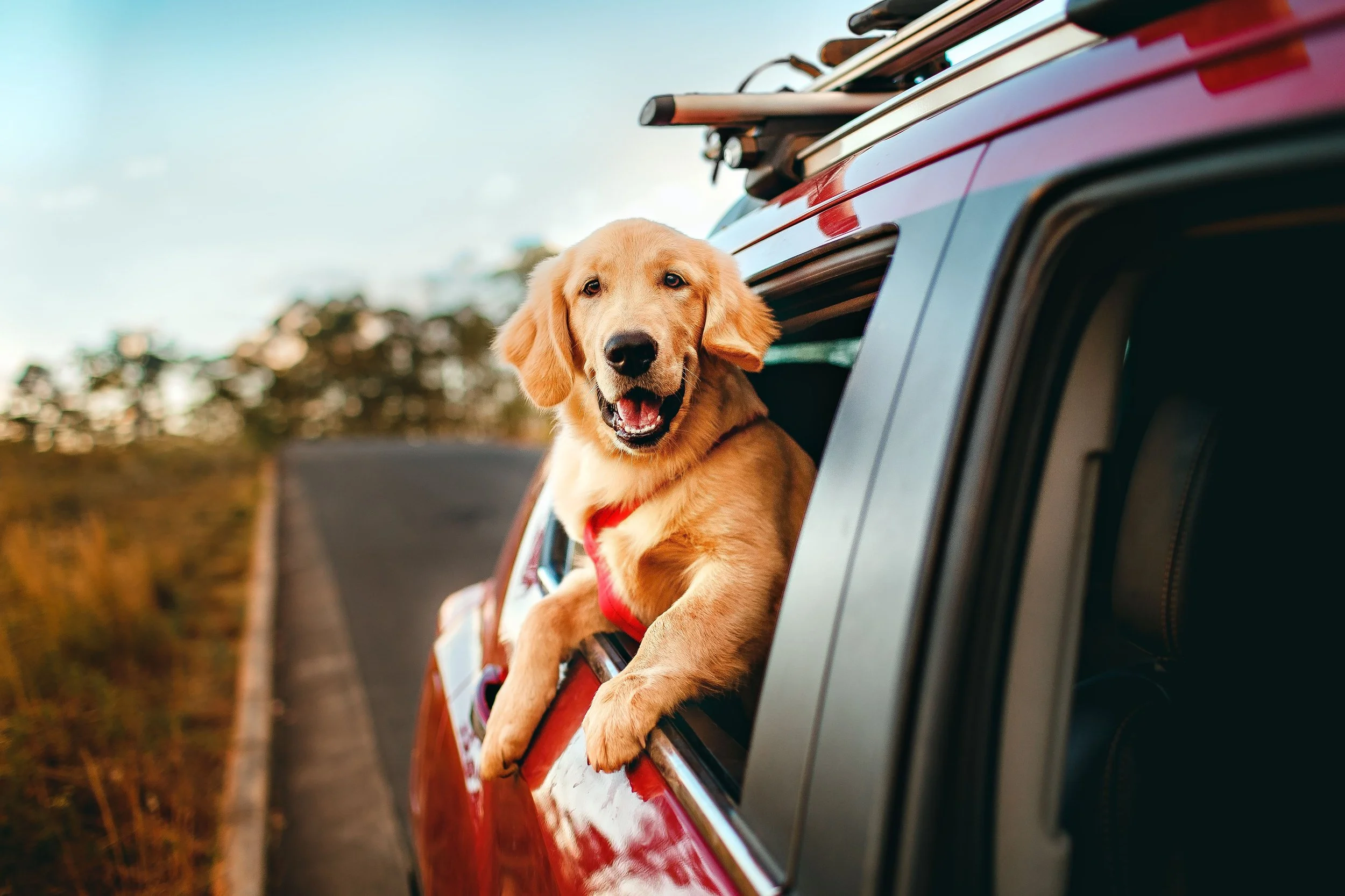 A happy golden retriever dog with a red collar hanging out of a car window on a rural road during sunset.