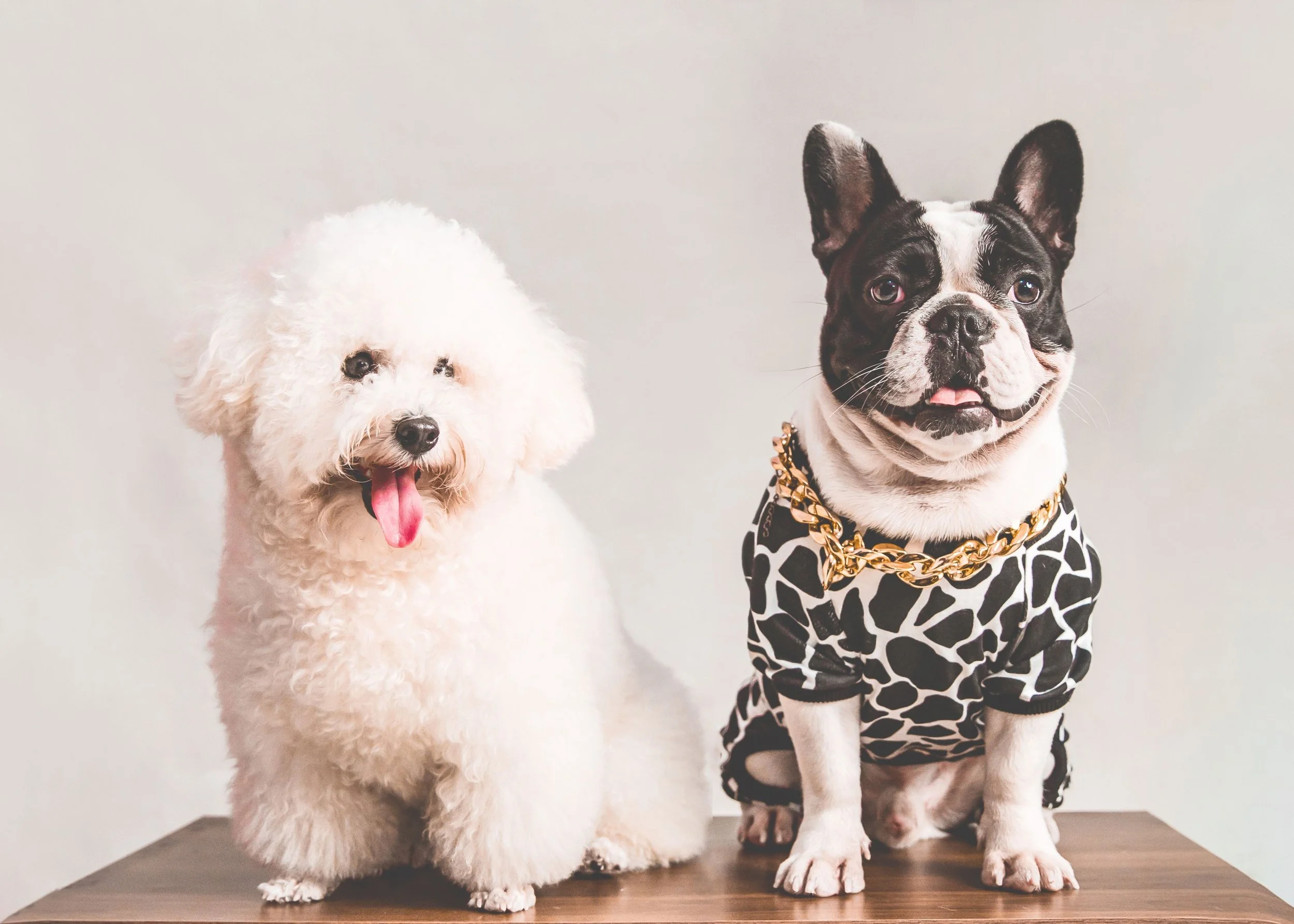 A white fluffy dog with its tongue out on the left and a black and white French Bulldog dressed in a black and white patterned outfit with gold chains on the right, both standing on a wooden table against a plain wall.