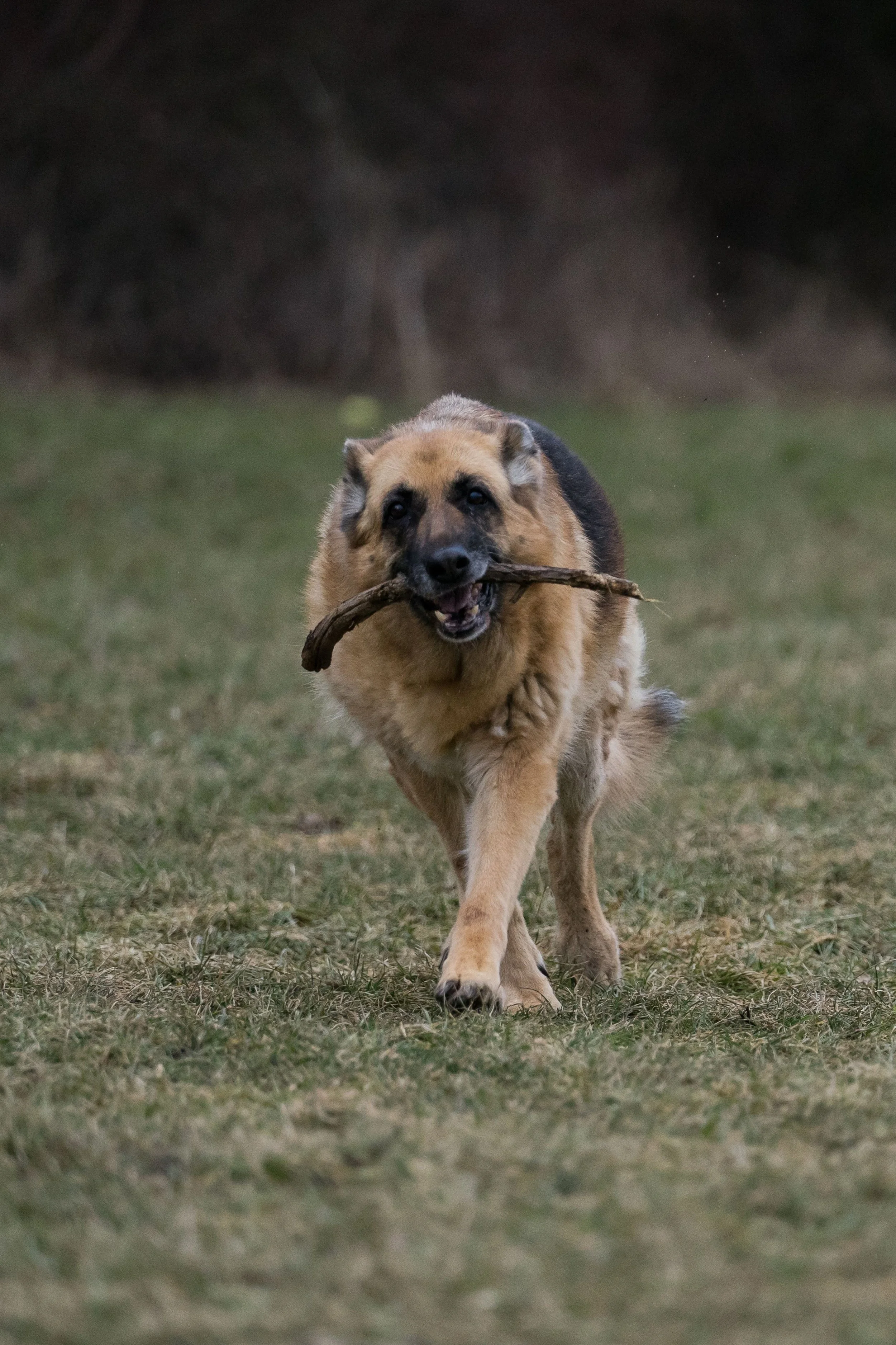 A German Shepherd dog running on grass, carrying a stick in its mouth.