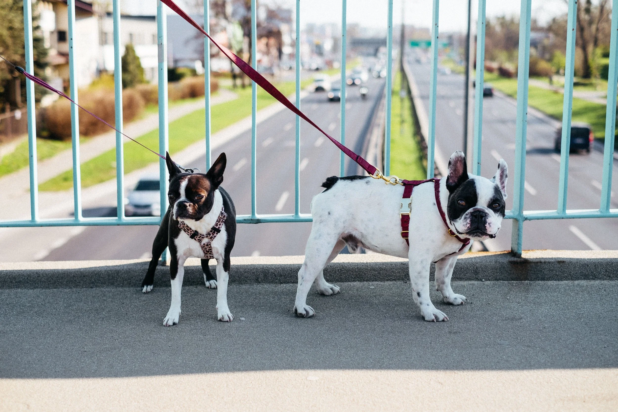 Two Boston Terriers on a bridge, looking at the camera, with a city street below and buildings in the background.