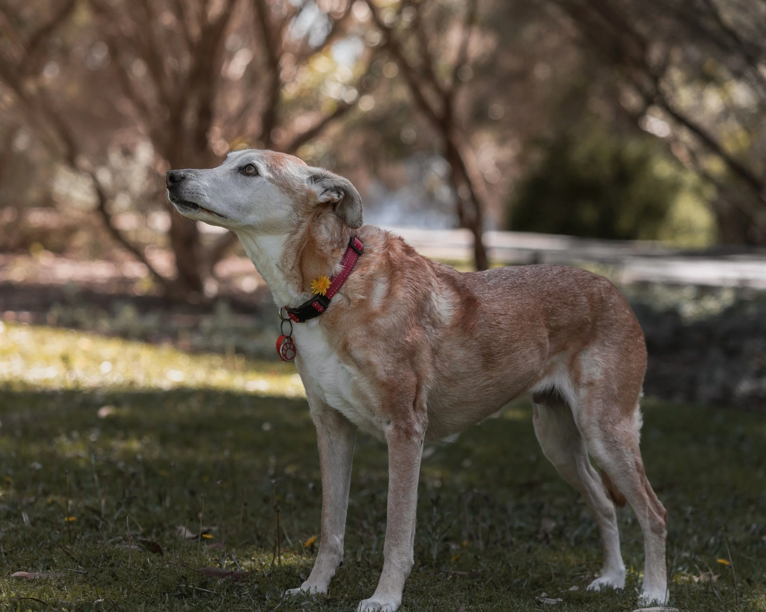 A dog with a reddish-brown and white coat is lying on grass, wearing a red collar with a yellow flower charm, in a park with blurred trees in the background.